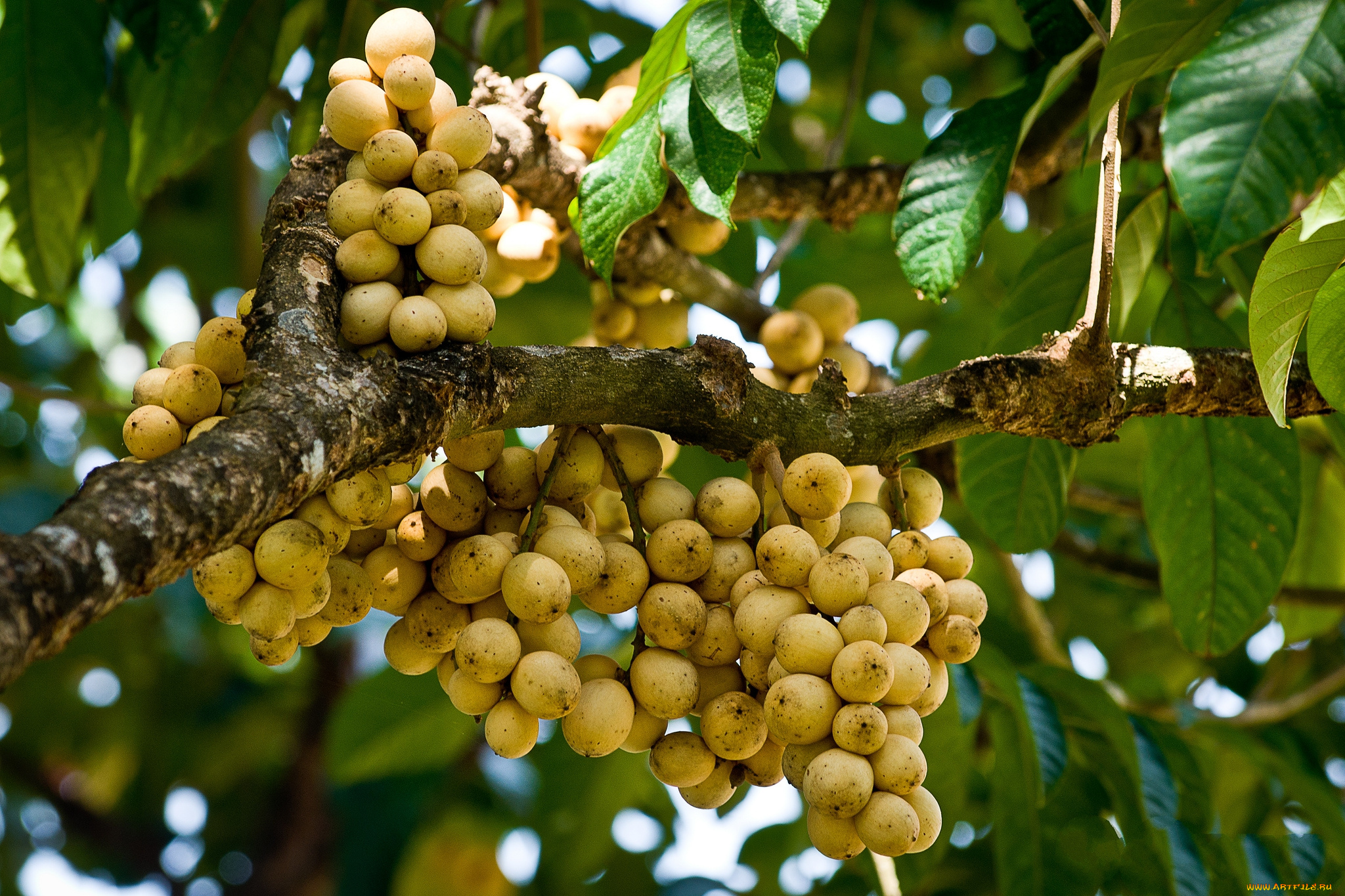 природа, плоды, дерево