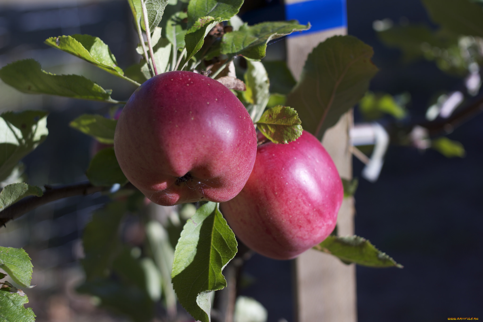 природа, плоды, яблоки