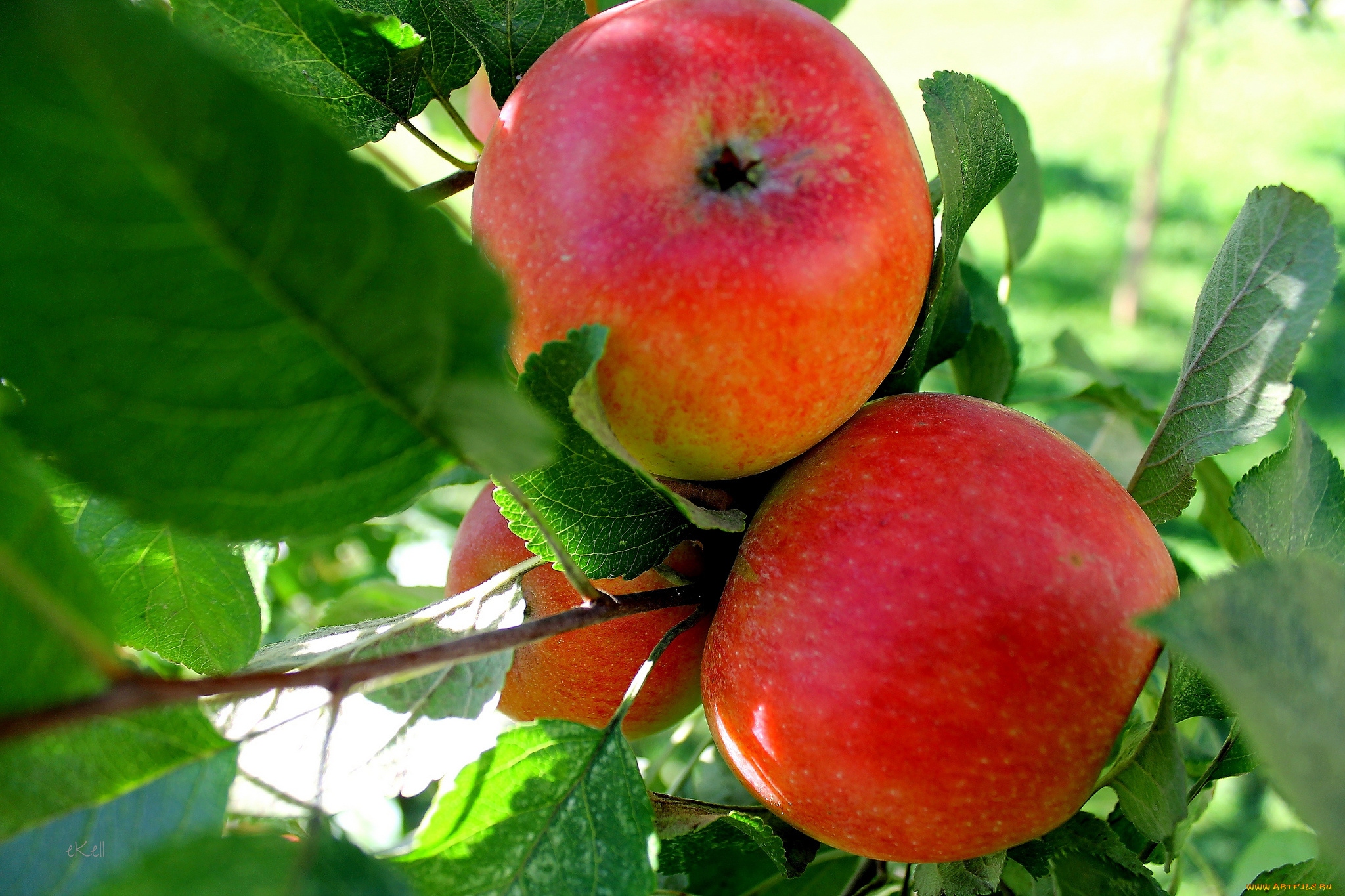 природа, плоды, яблоки