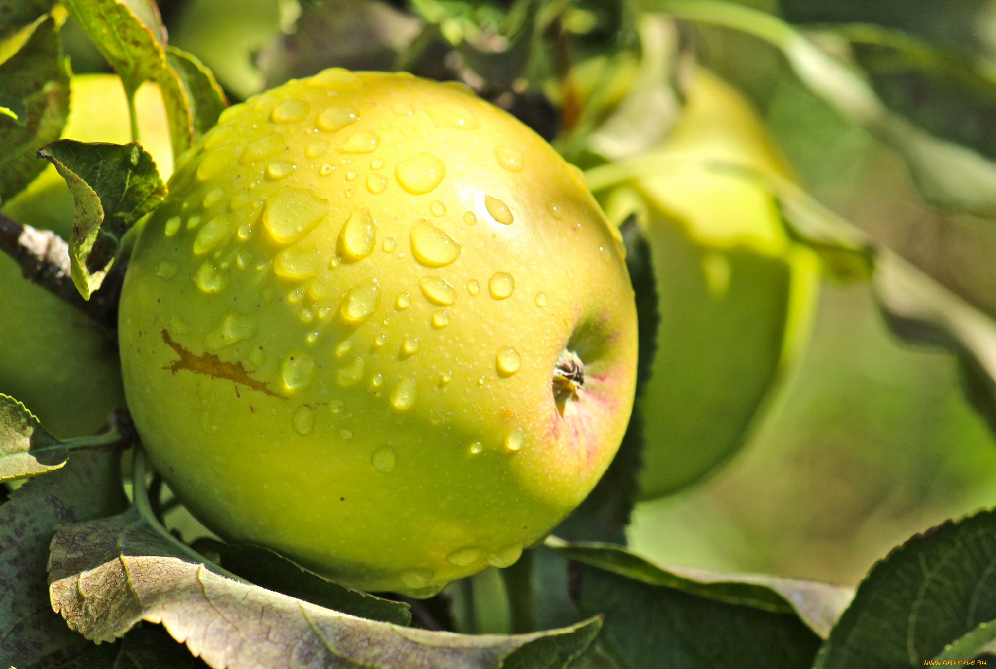 природа, плоды, яблочко