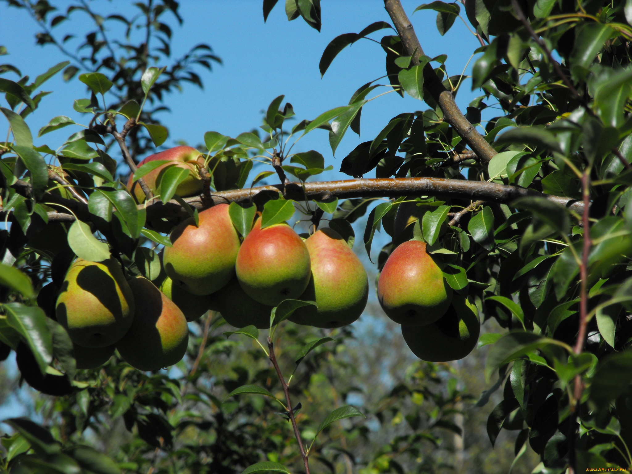 природа, плоды, груши