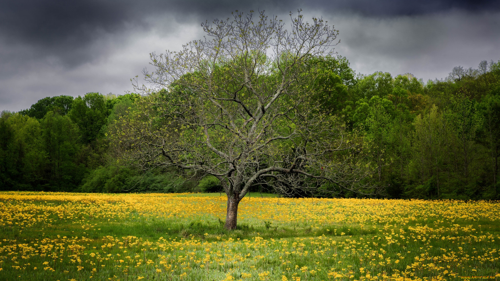 природа, деревья, дерево, цветы, поле, весна
