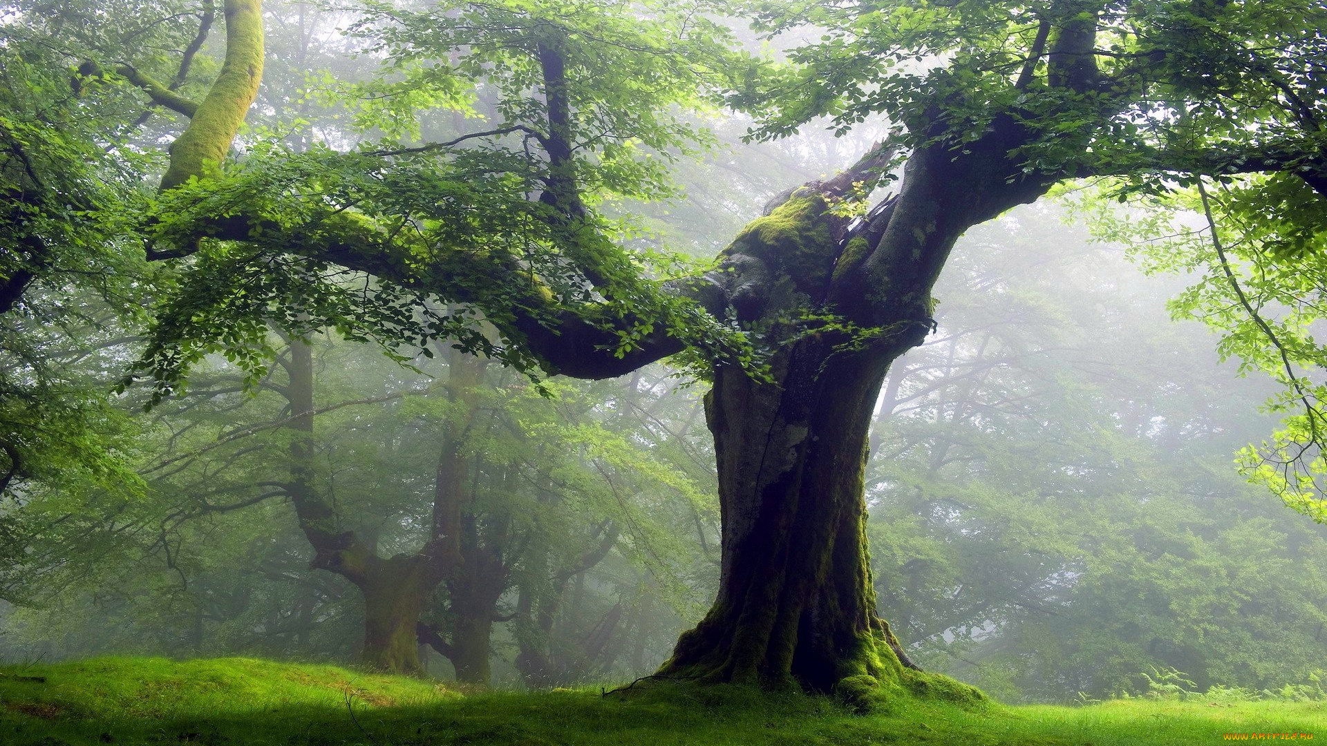 природа, деревья, дерево, туман