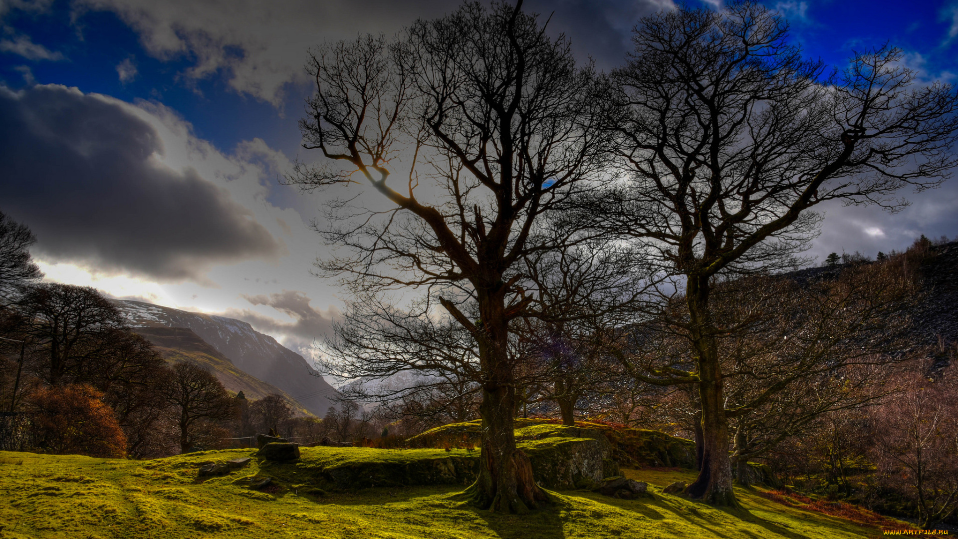 природа, деревья, простор