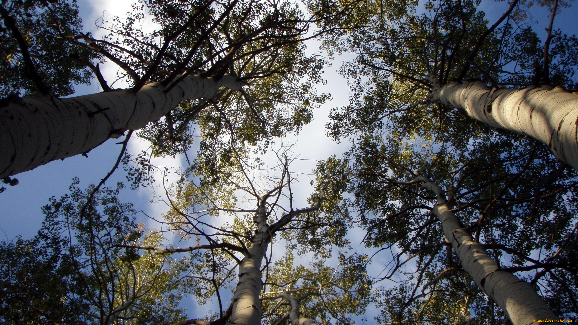 природа, деревья, верхушки