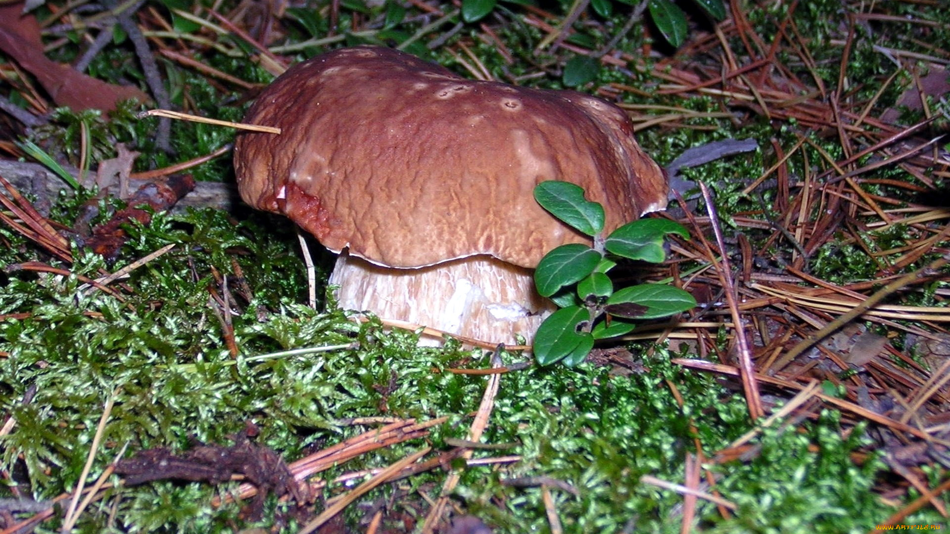 природа, грибы, боровик