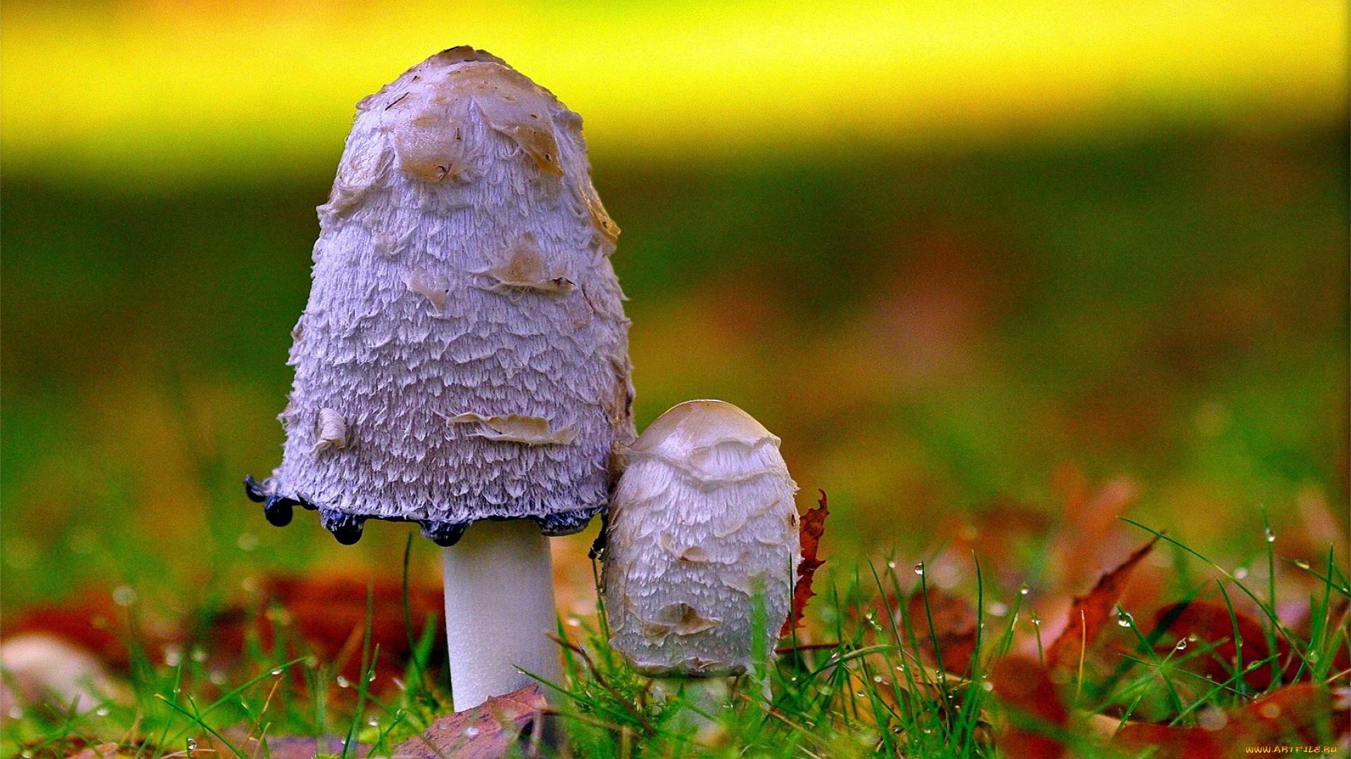 природа, грибы, дуэт