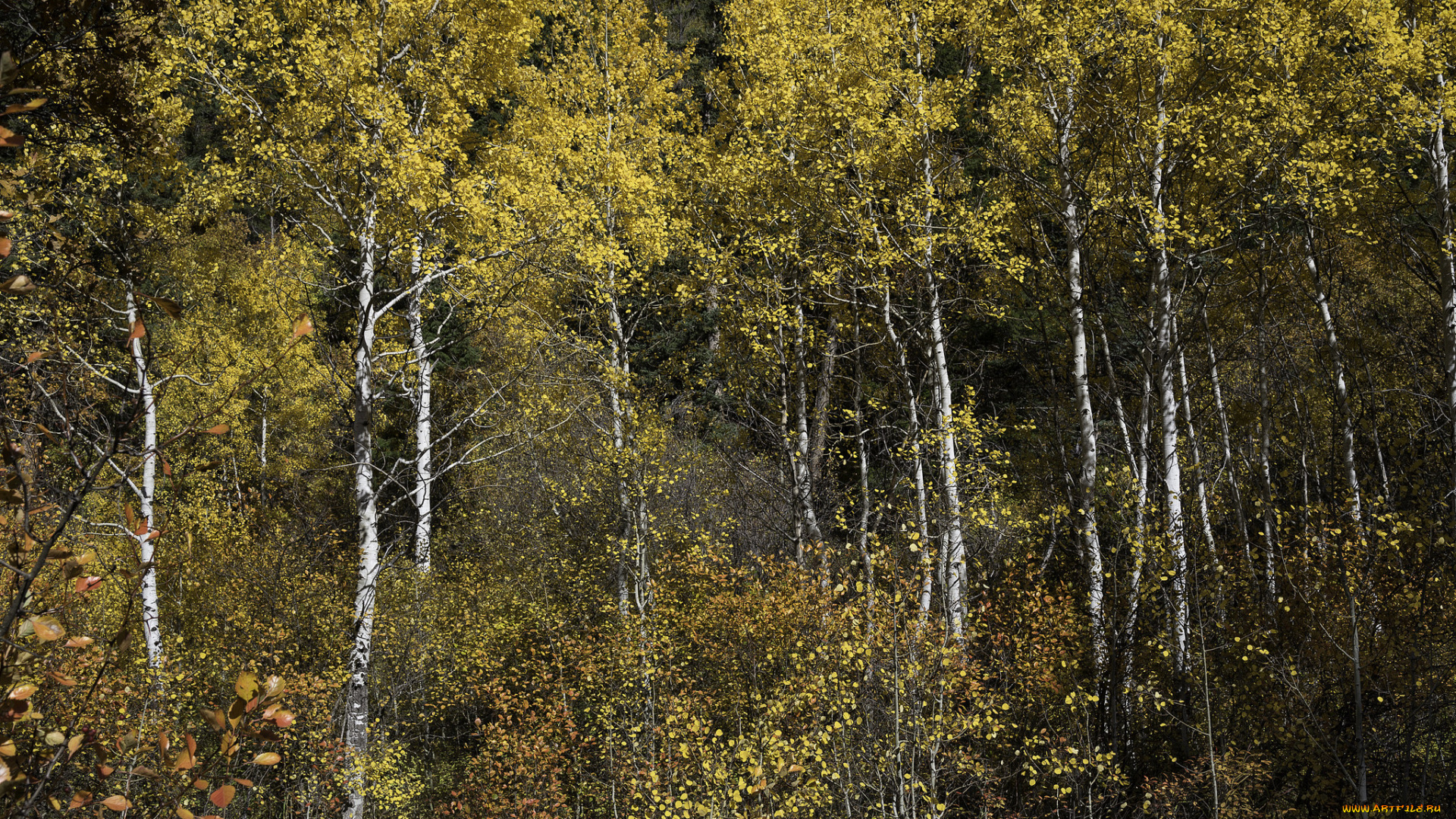 природа, лес, простор