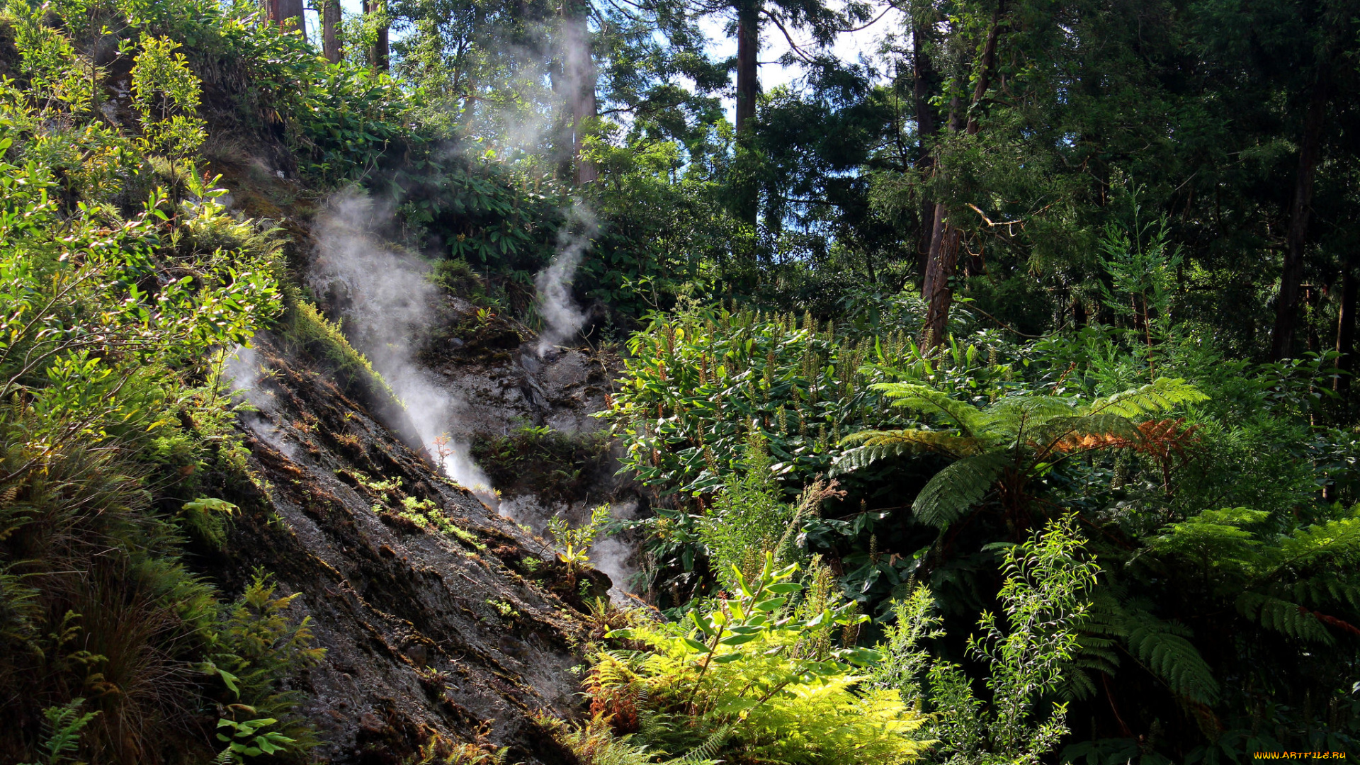 природа, лес, простор