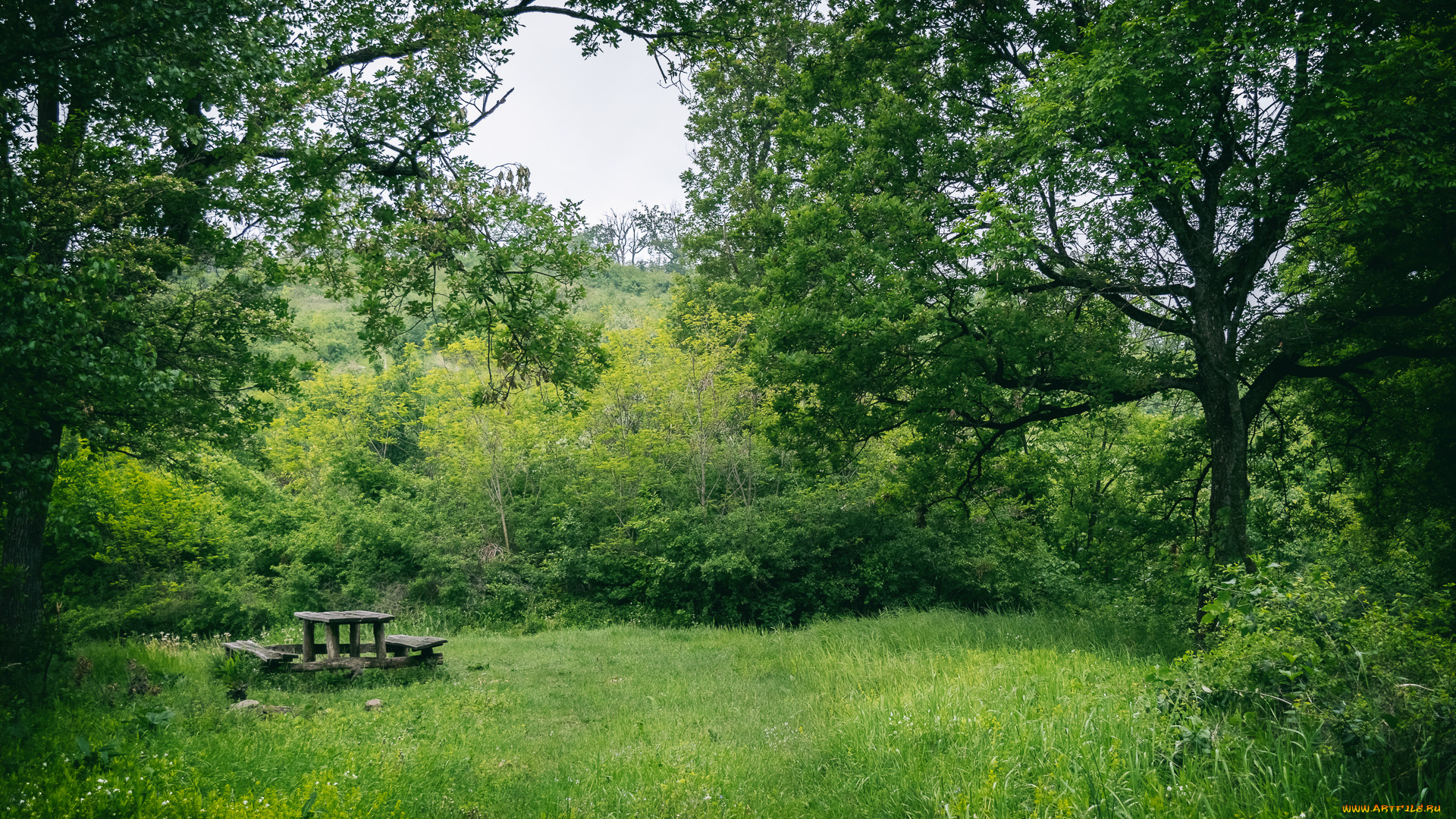 природа, лес, простор