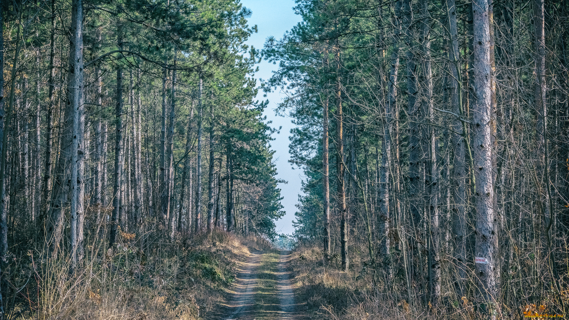 природа, лес, простор