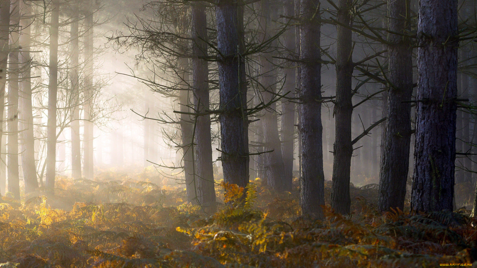 природа, лес, туман, утро, свет, папоротник