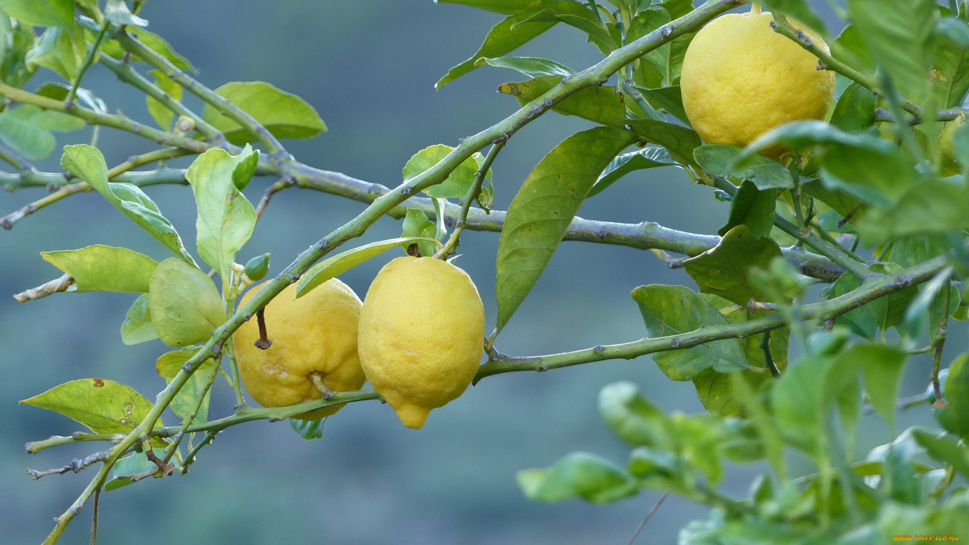 природа, плоды, лимоны