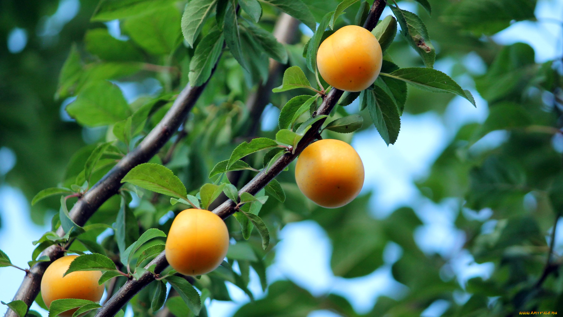 природа, плоды, сливы