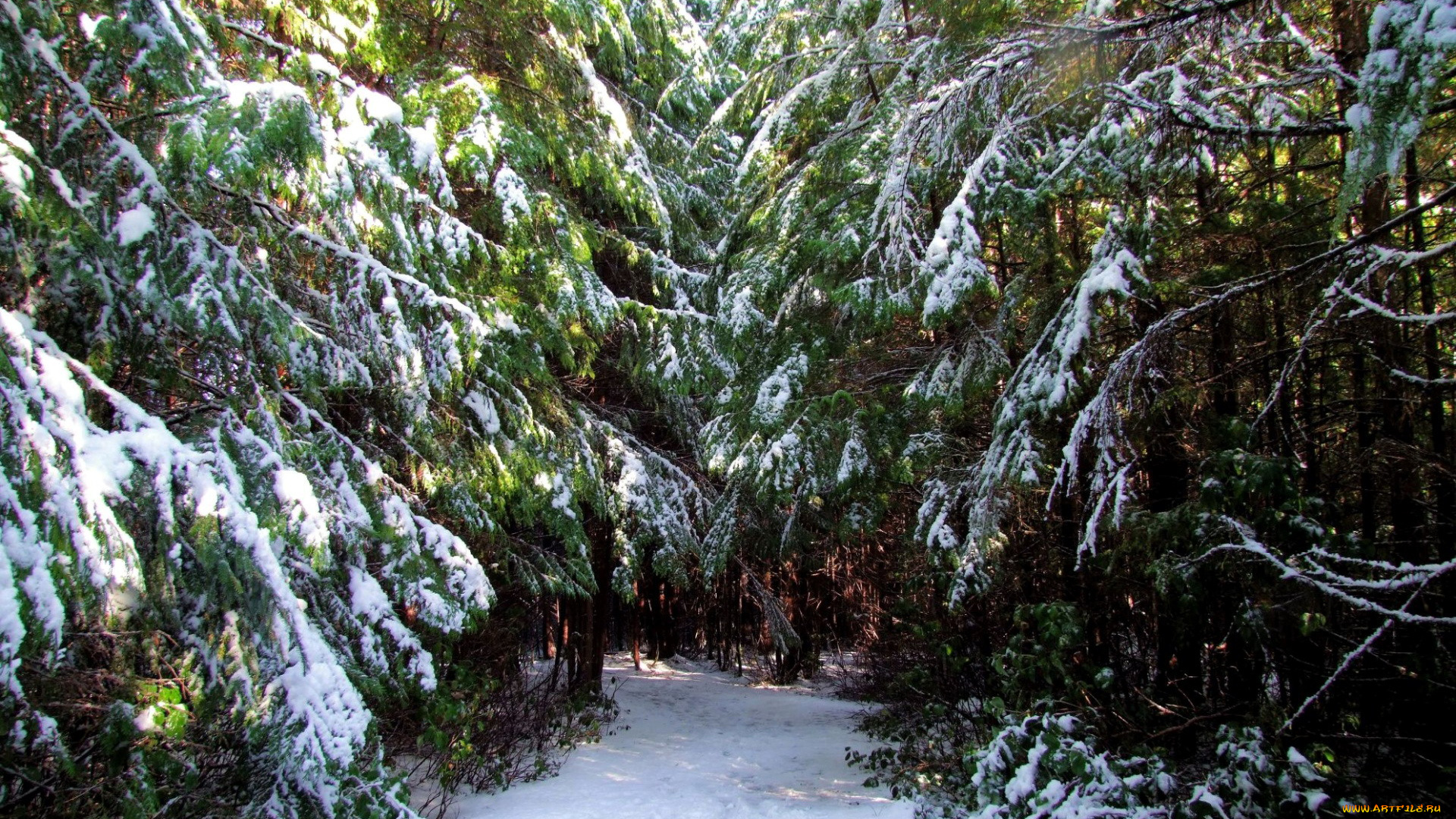 природа, зима, снег, елки