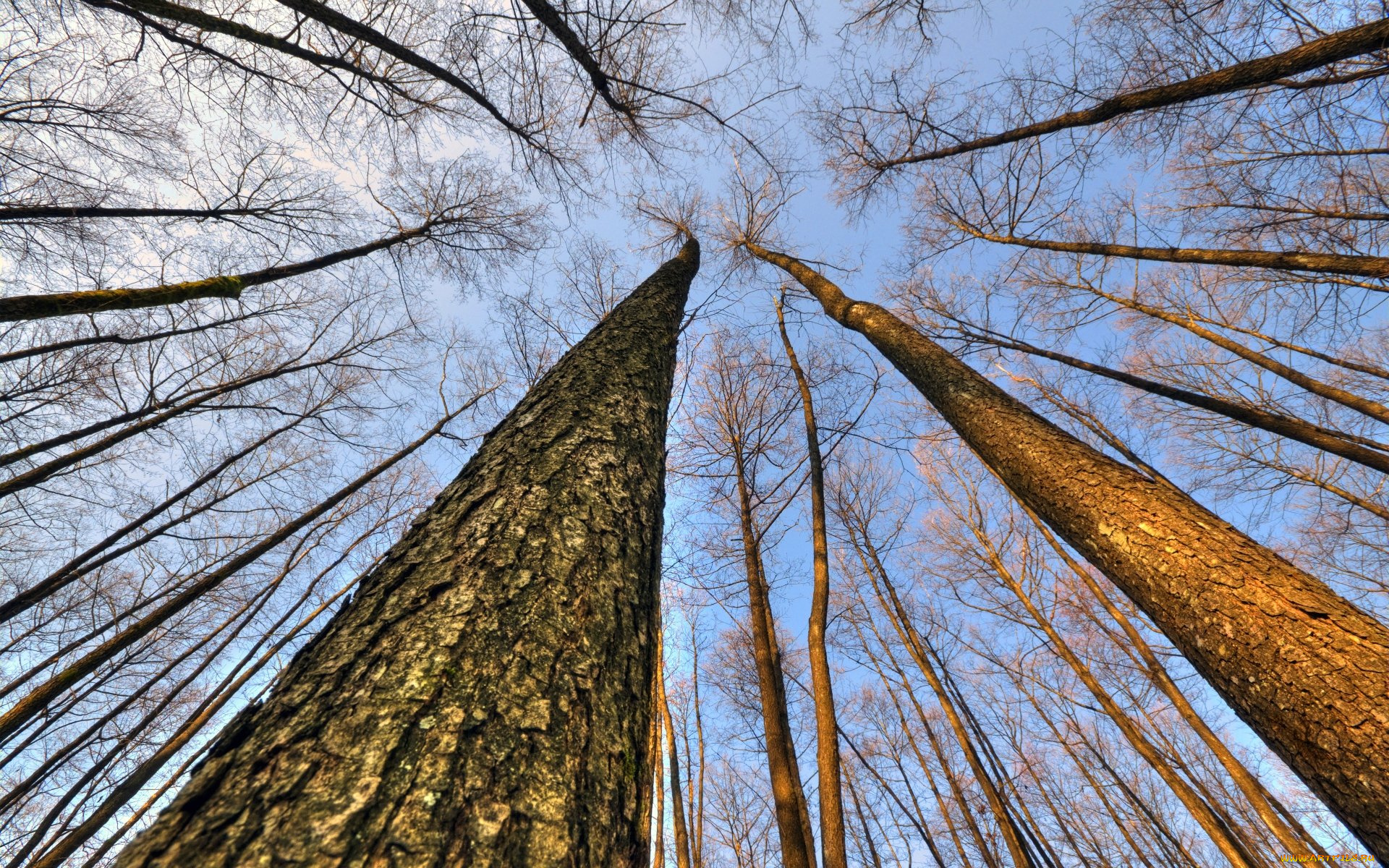 природа, деревья, верхушки