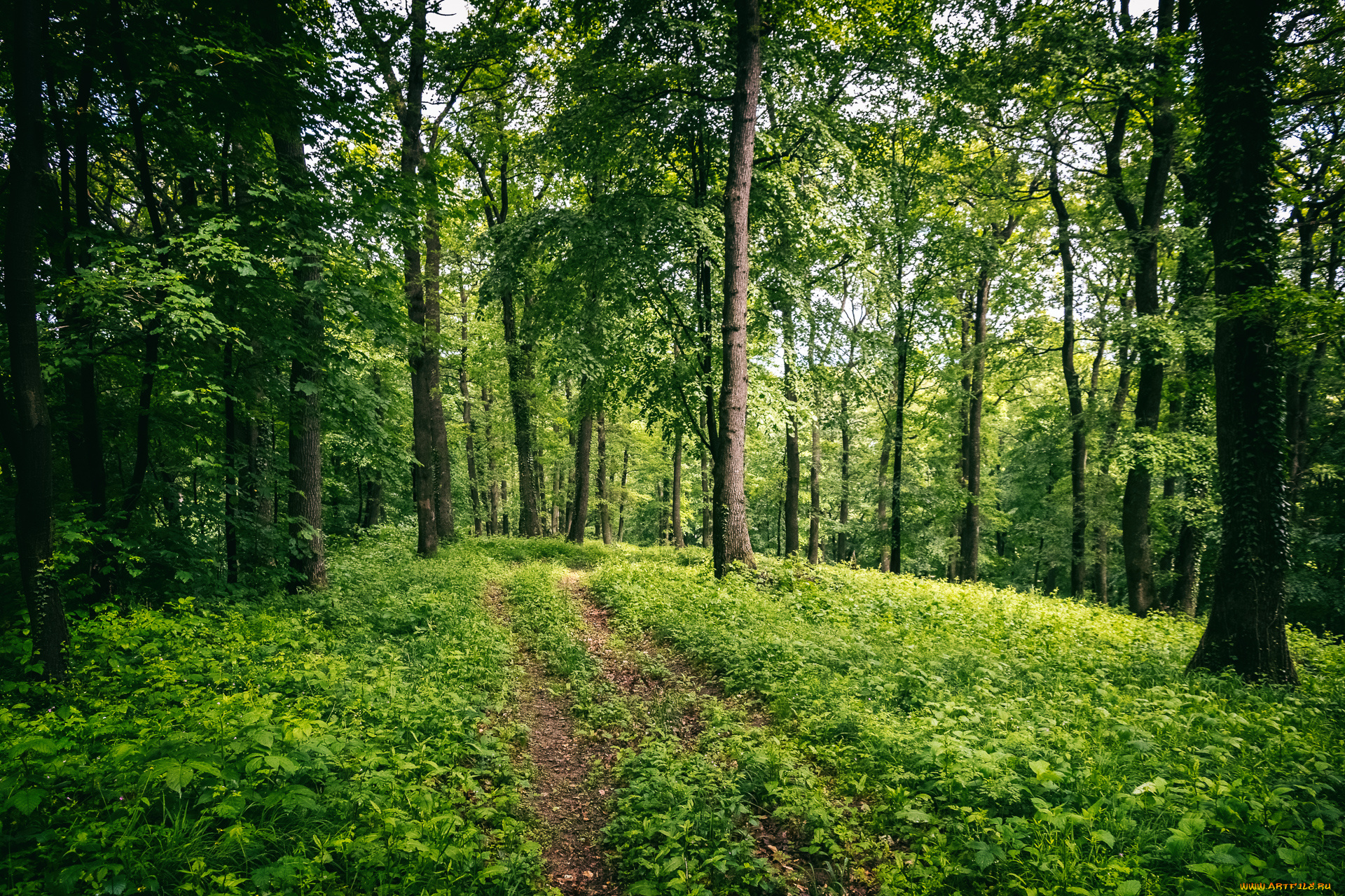 природа, лес, простор