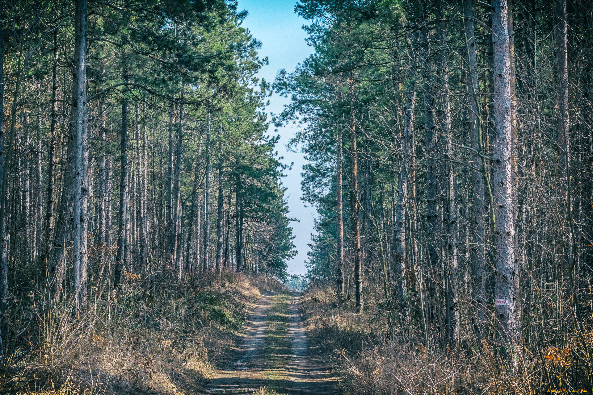 природа, лес, простор