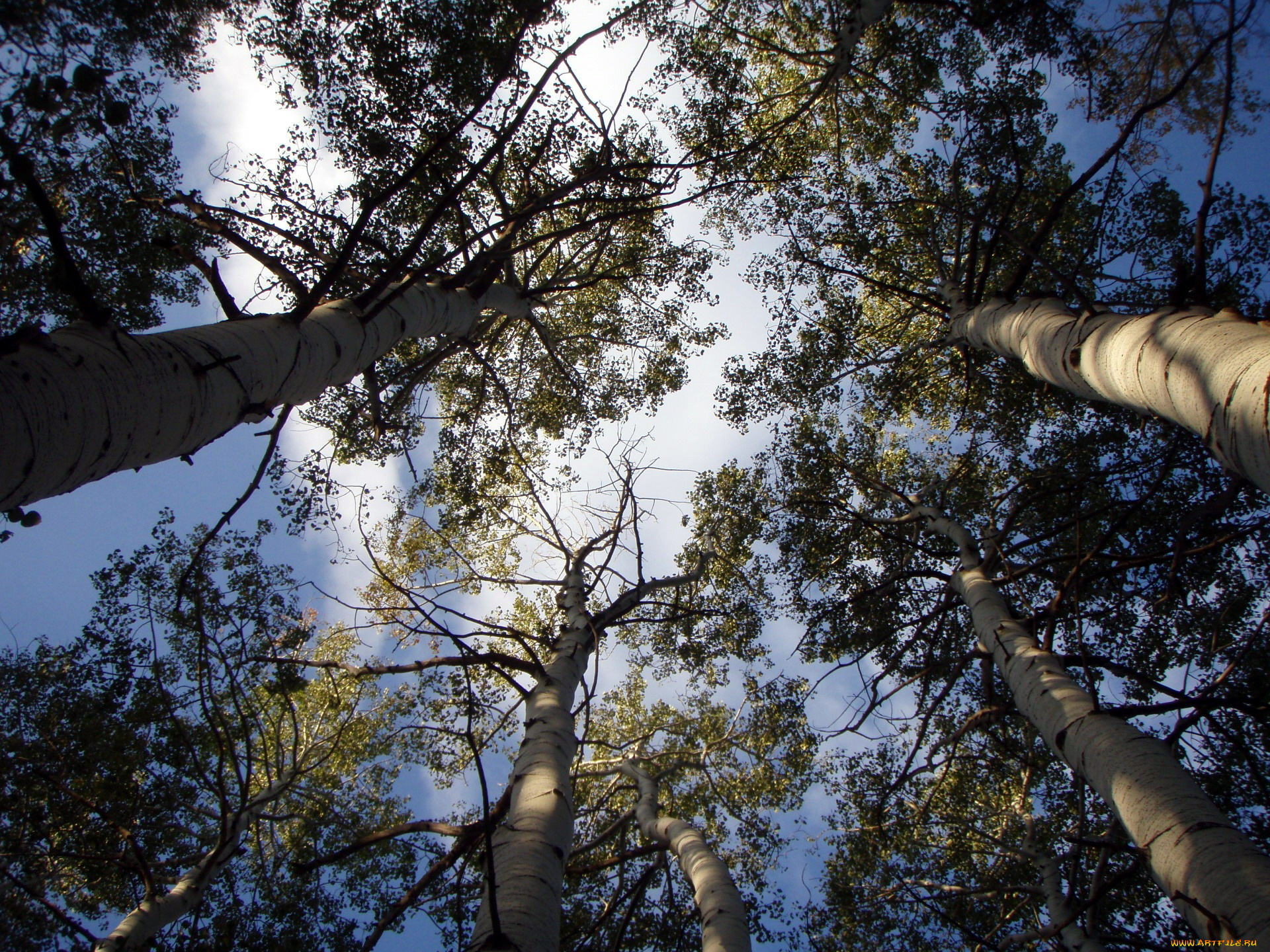 природа, деревья, верхушки