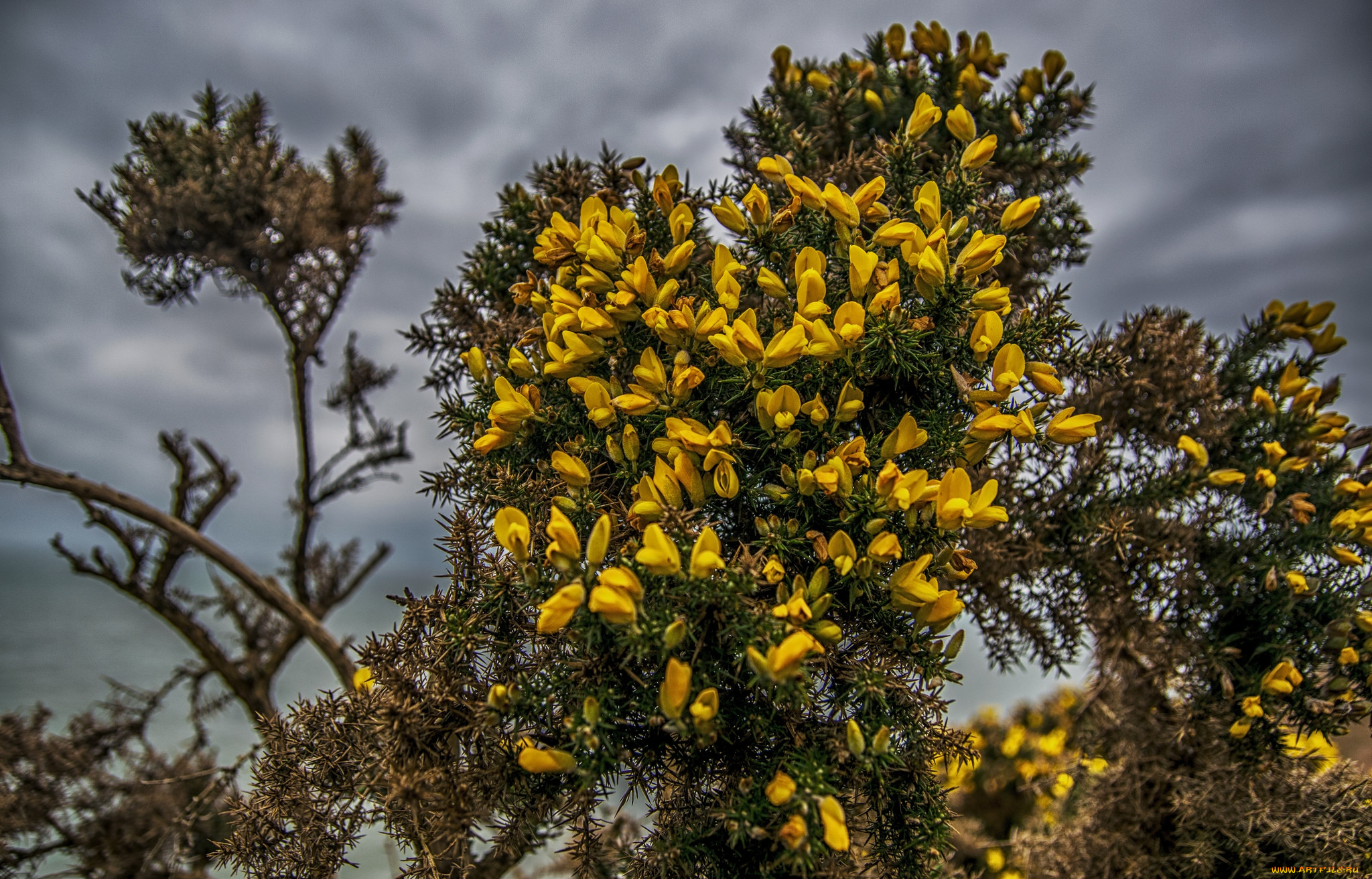 природа, деревья, простор