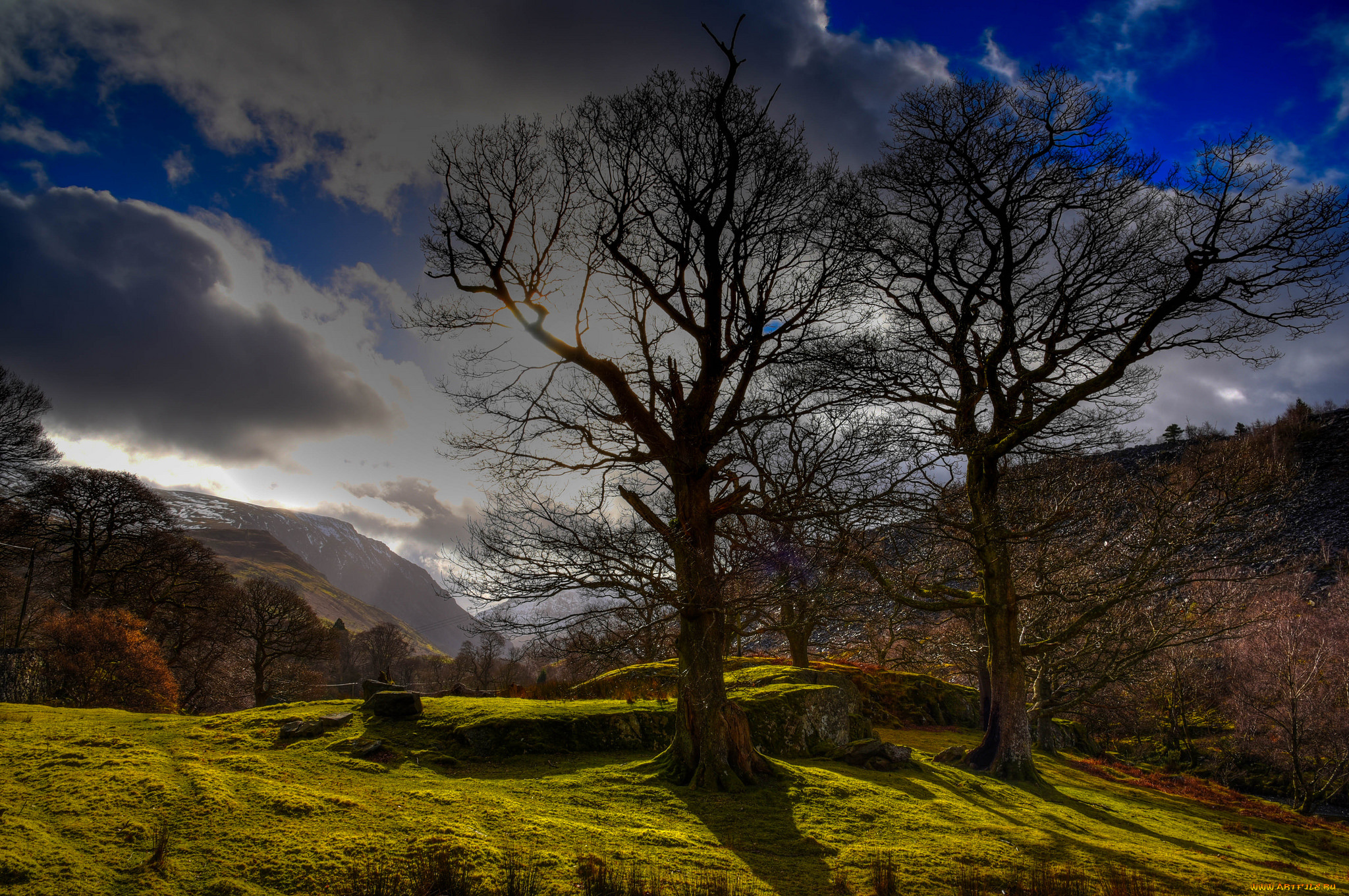 природа, деревья, простор