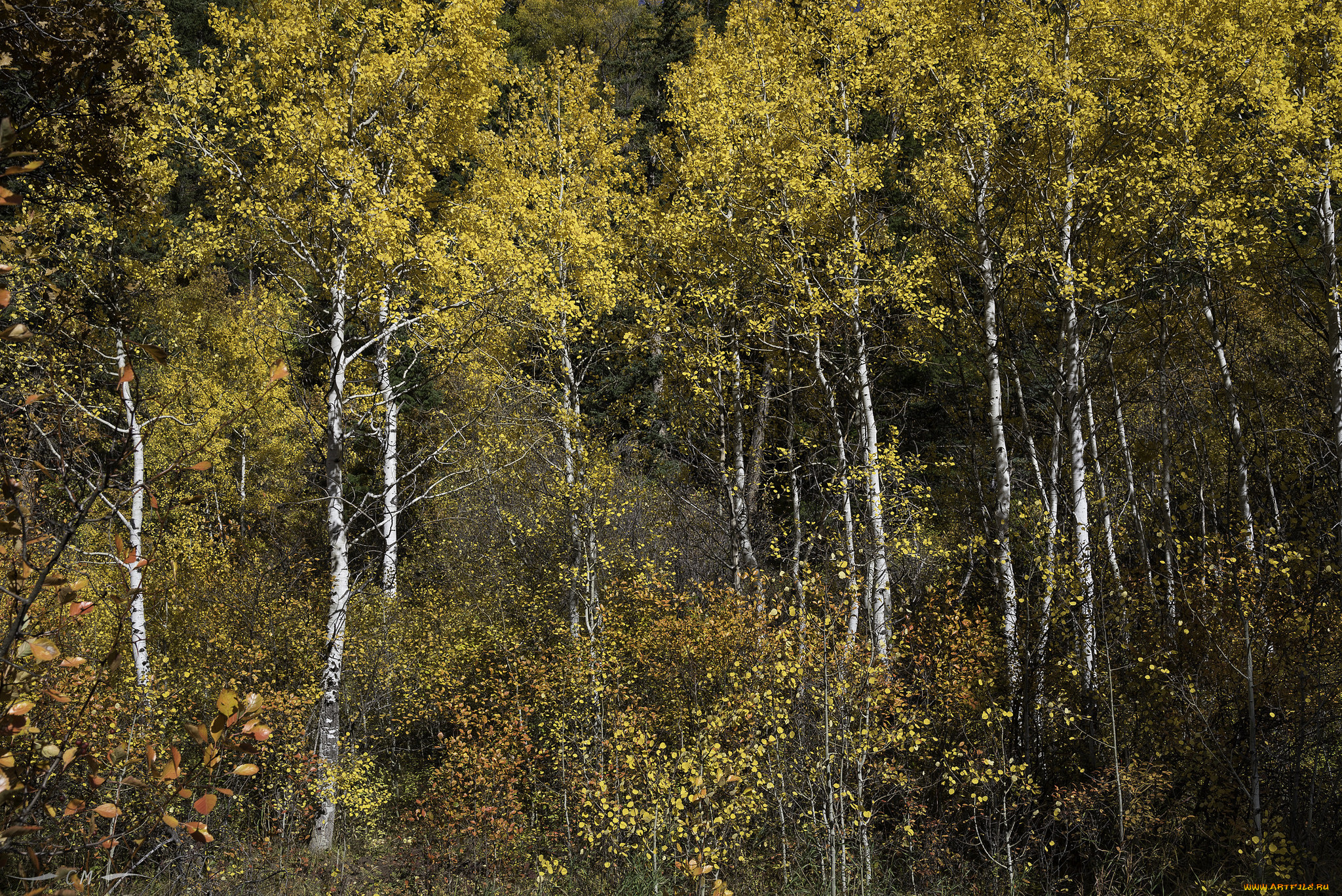 природа, лес, простор