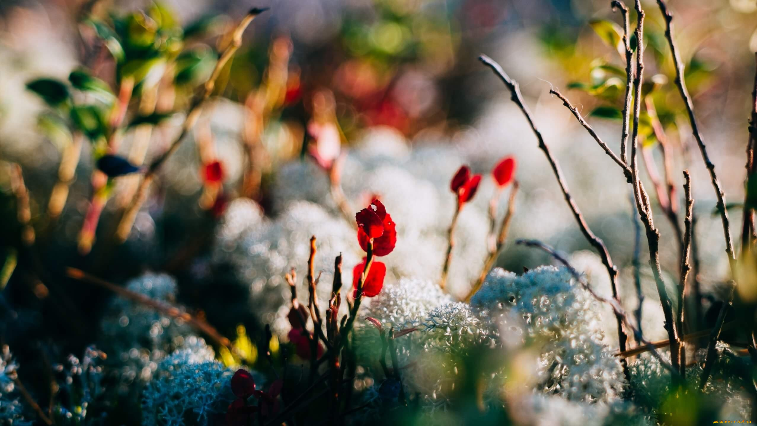 природа, луга, мох, ветки