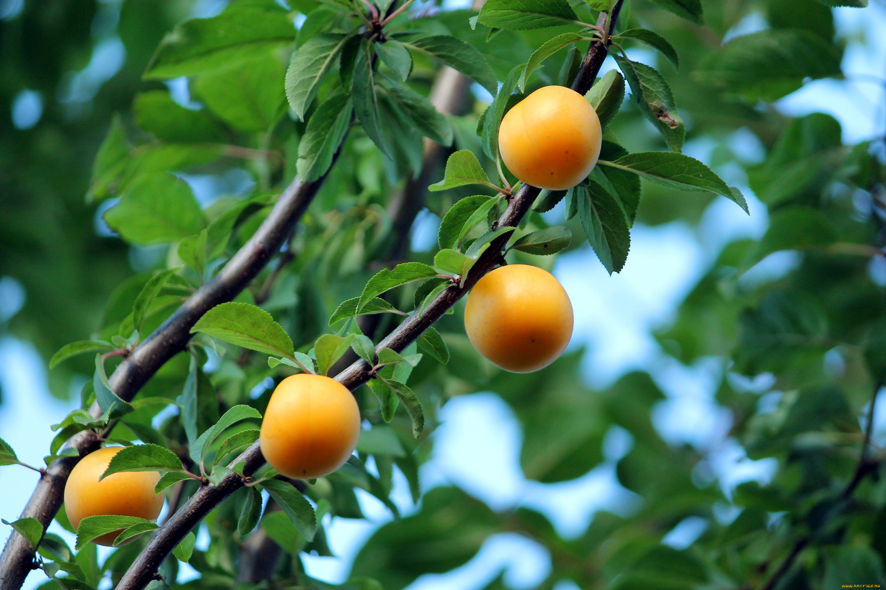 природа, плоды, сливы