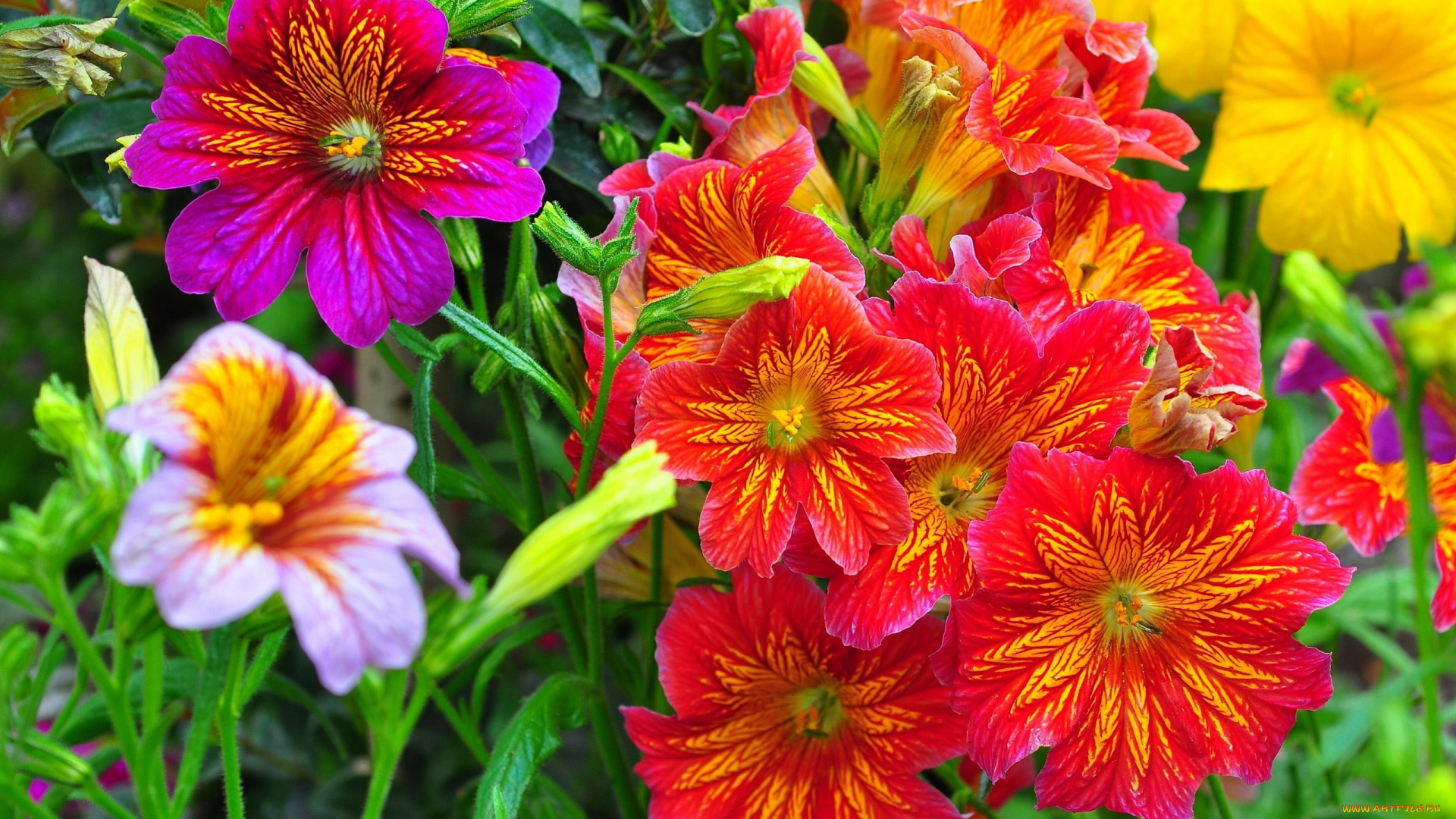 цветы, сальпиглоссис, разноцветный