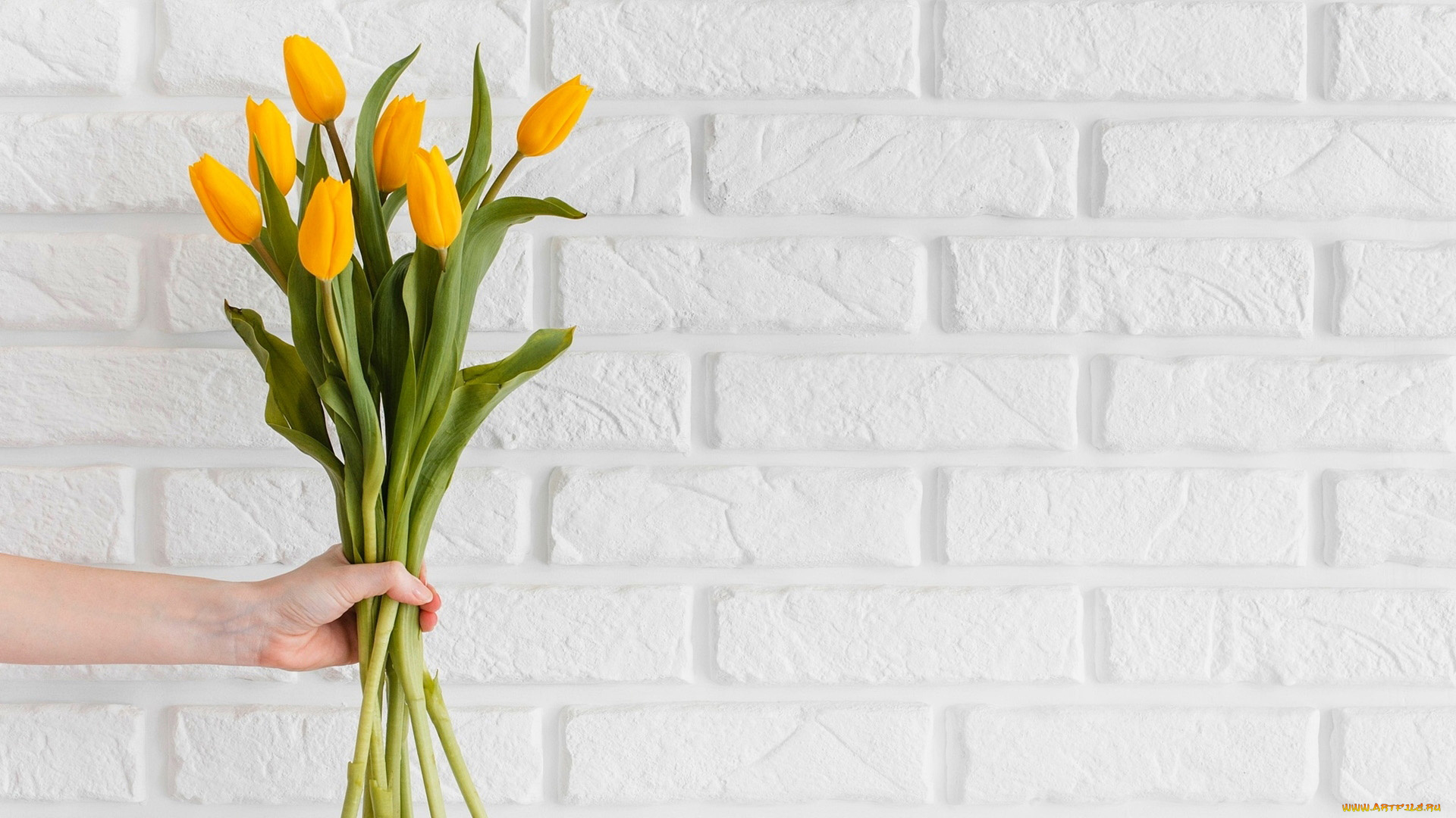 цветы, тюльпаны, желтые, бутоны