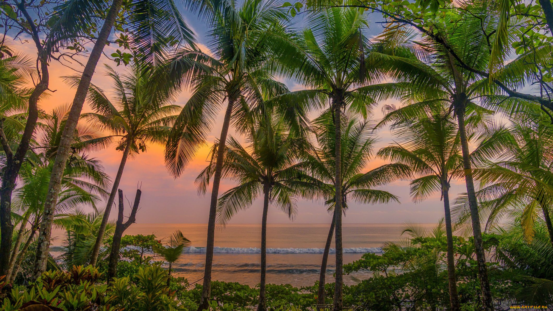 красота, да, ляпота, природа, пейзажи, закат, цветы, пальмы, вечер, карибы, коста-рика