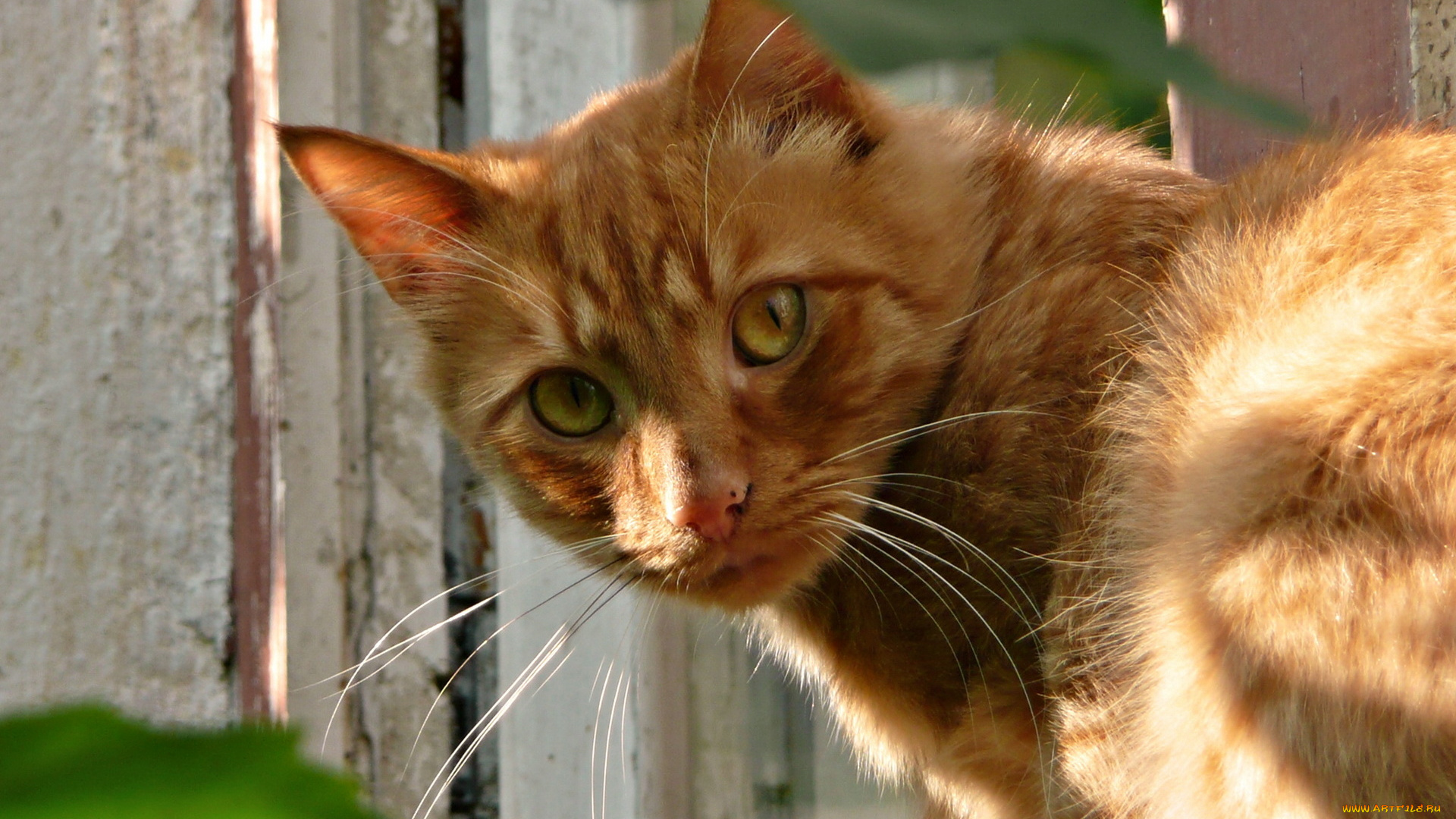 животные, коты, кот, рыжий, забор