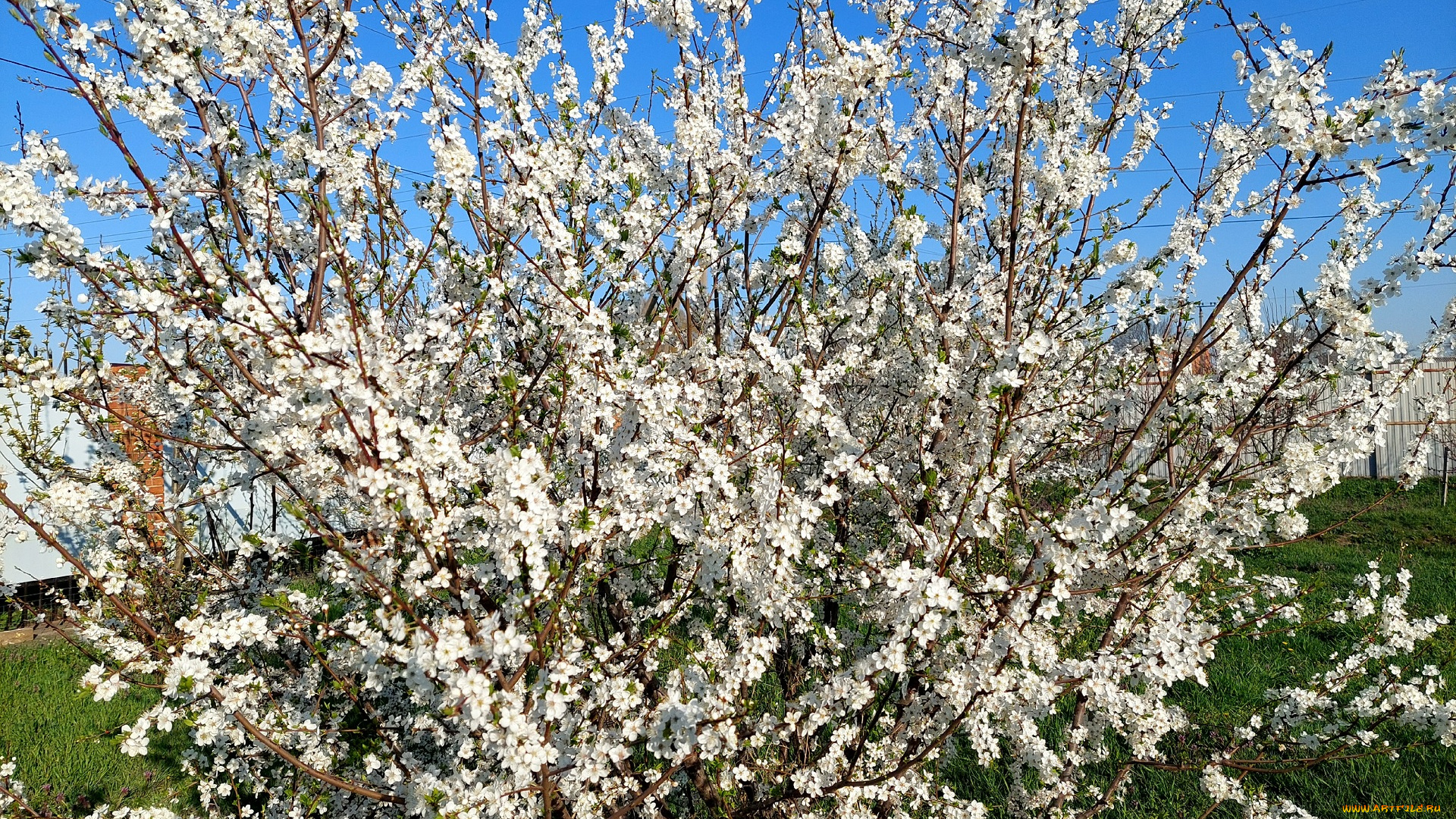 11, 04, 2022, цветы, цветущие, деревья, , , кустарники, весна