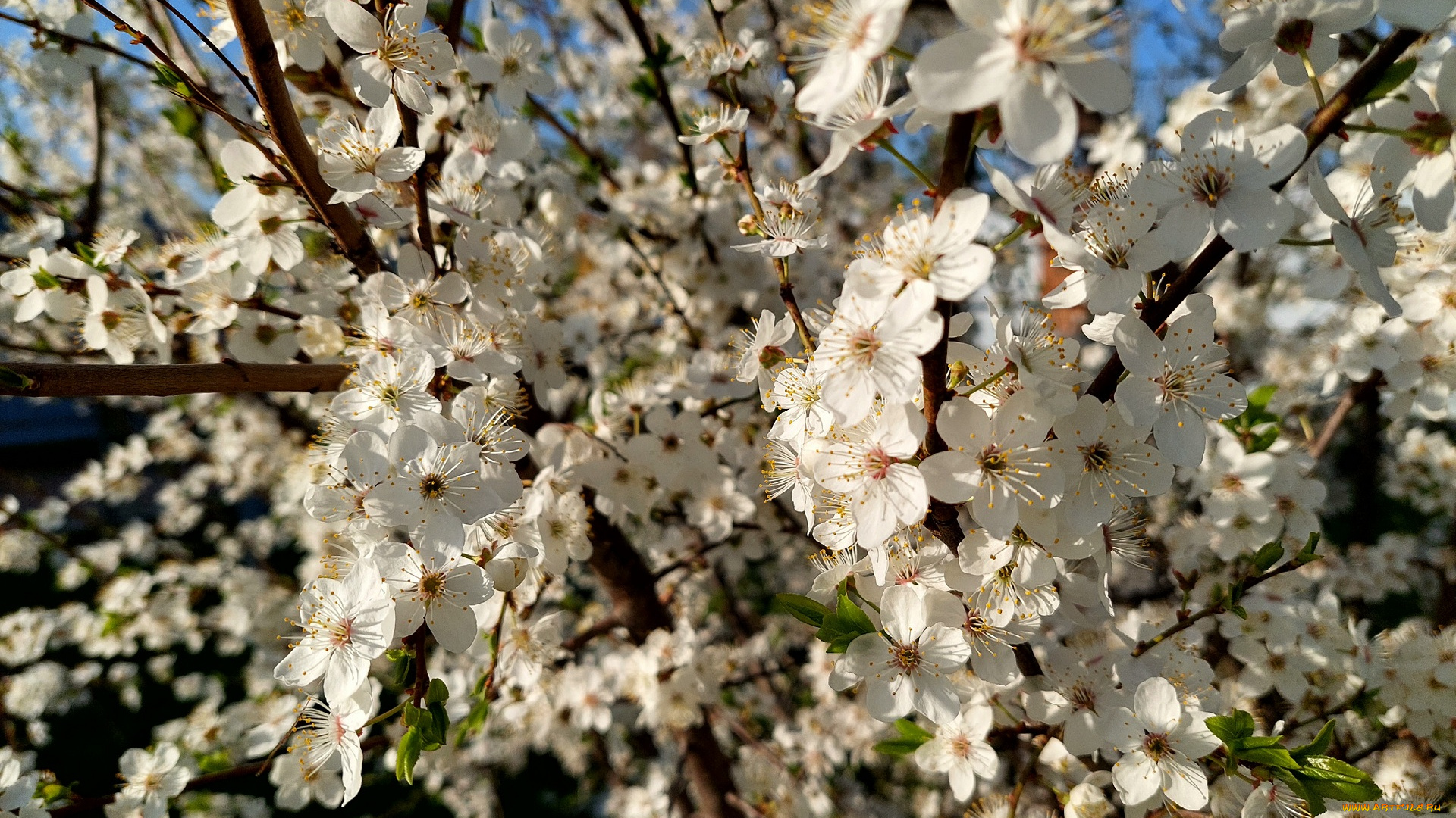 11, 04, 2022, цветы, цветущие, деревья, , , кустарники, весна