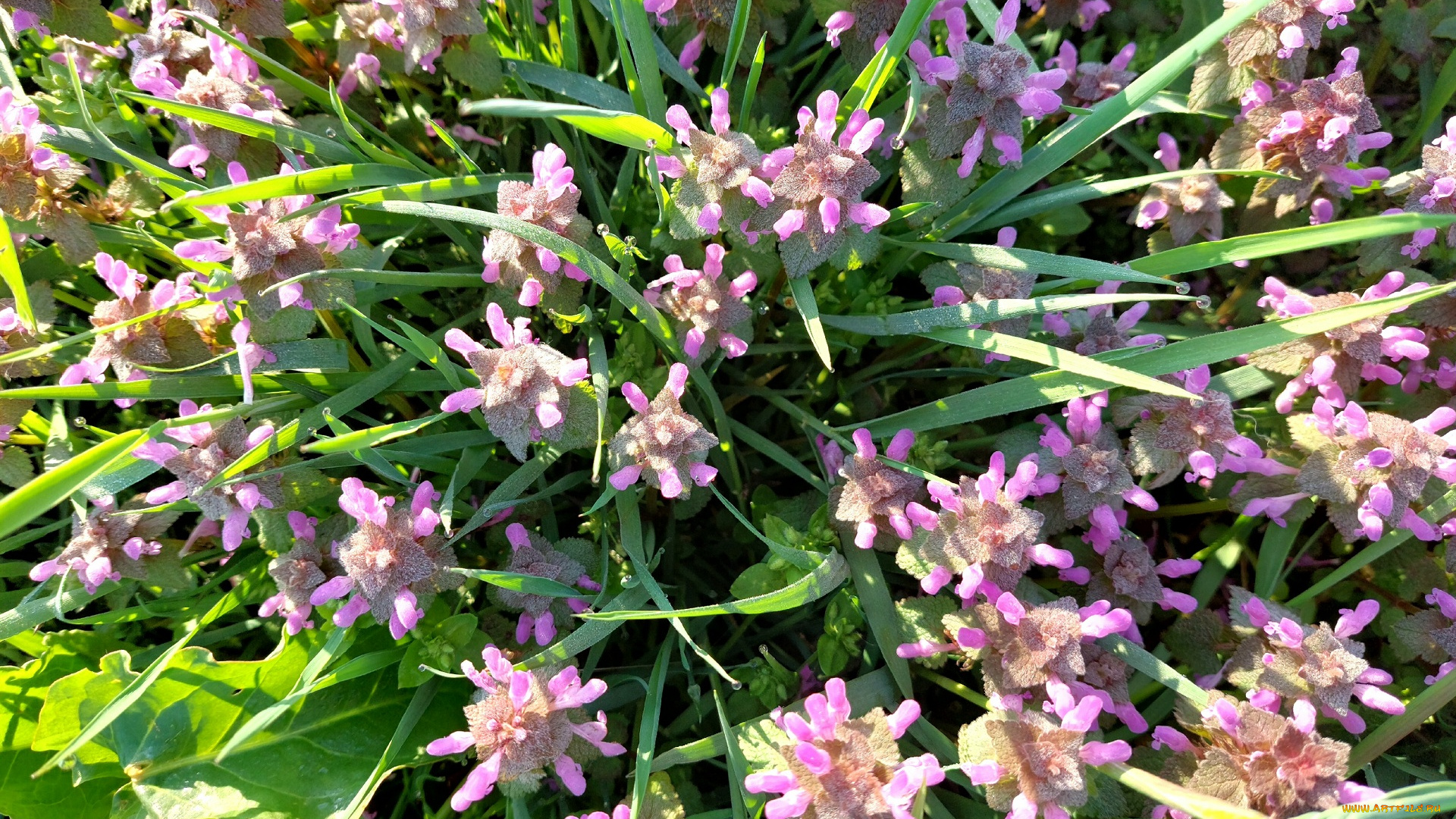 11, 04, 2022, цветы, луговые, , полевые, , цветы, весна