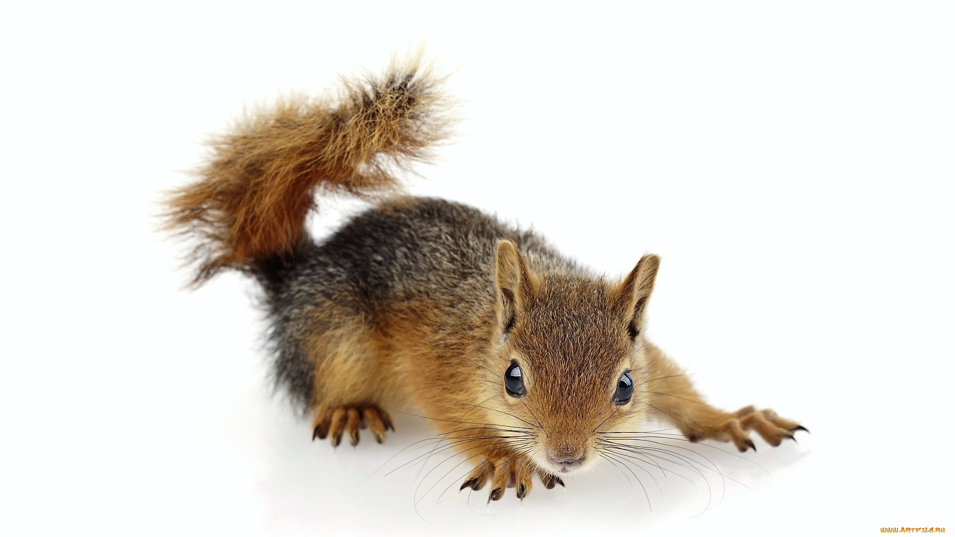 животные, белки, бельчонок