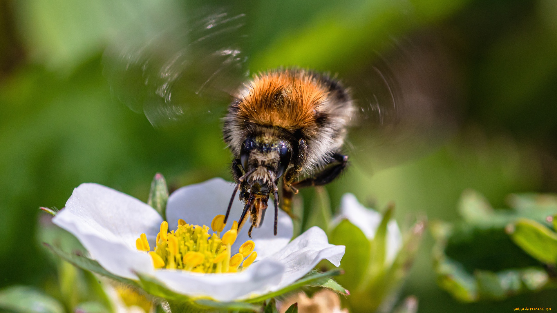животные, пчелы, , осы, , шмели, пчела, цветы