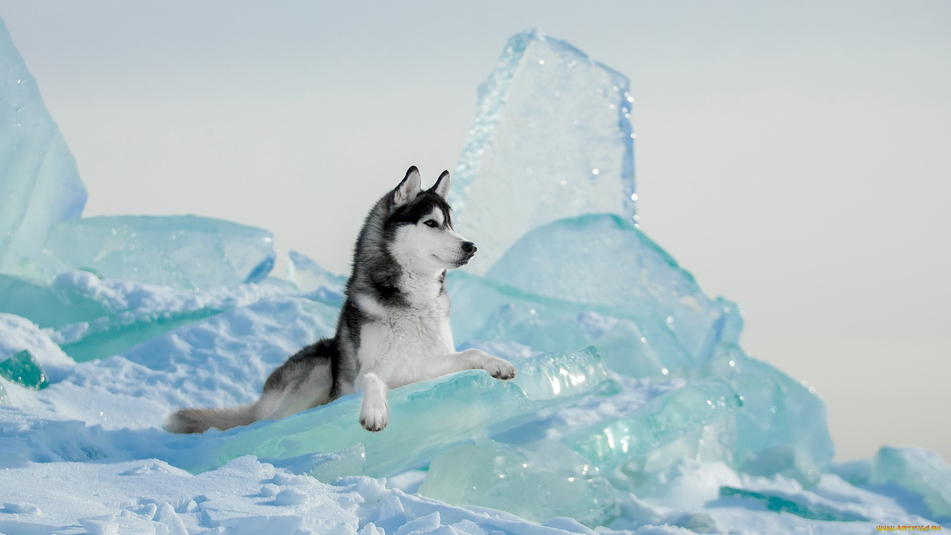 животные, собаки, хаски, лед, снег