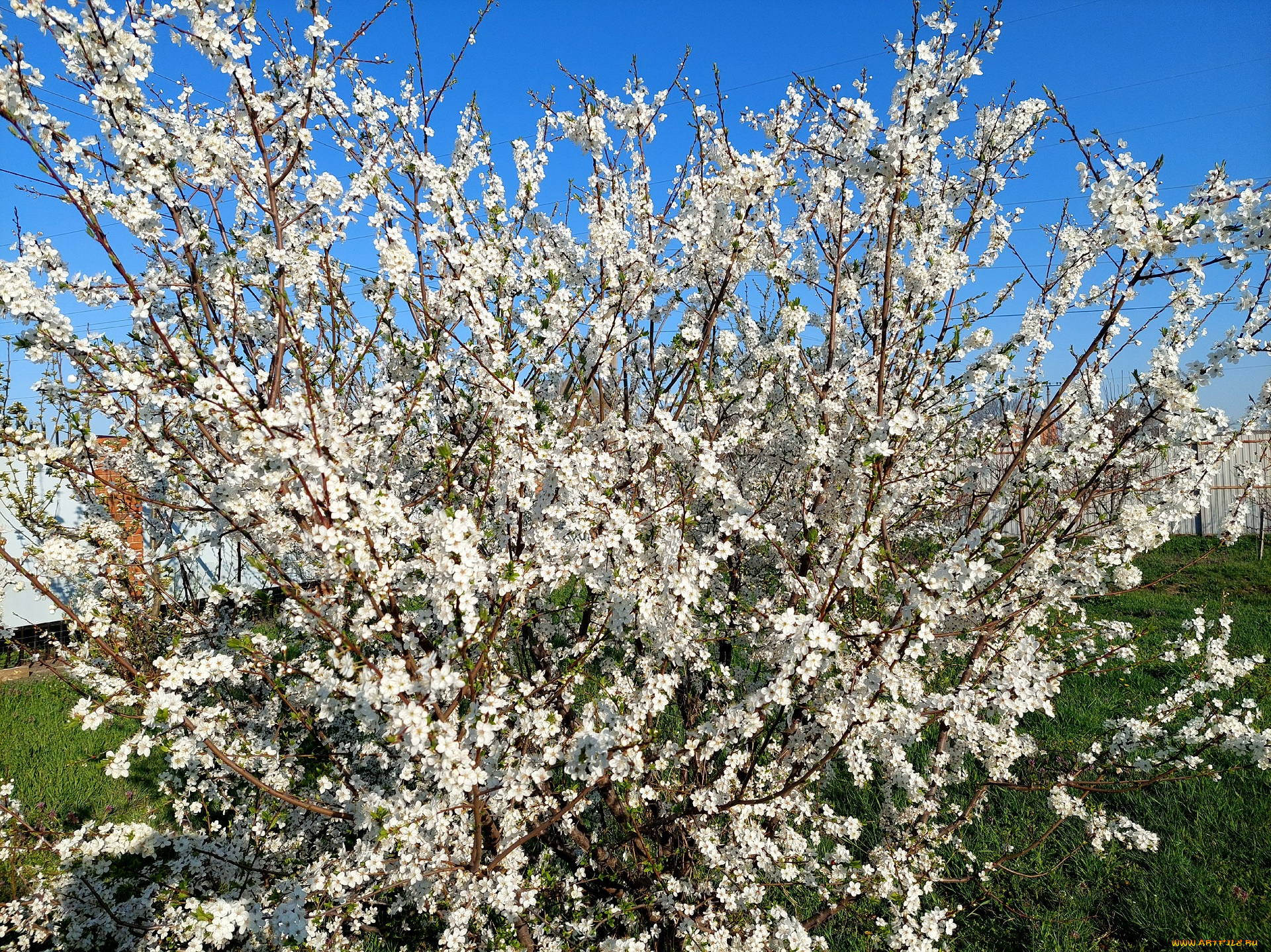 11, 04, 2022, цветы, цветущие, деревья, , , кустарники, весна