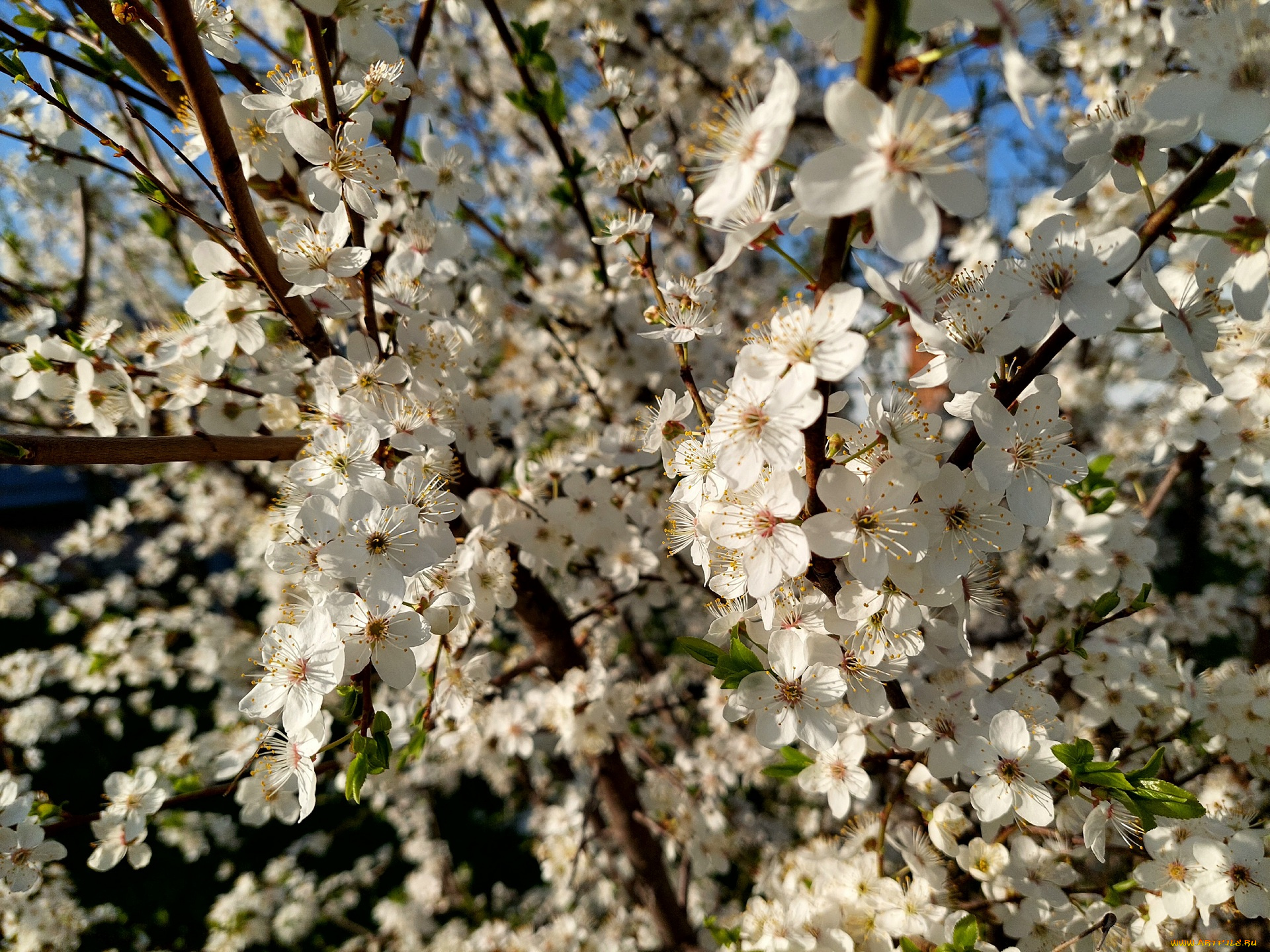 11, 04, 2022, цветы, цветущие, деревья, , , кустарники, весна