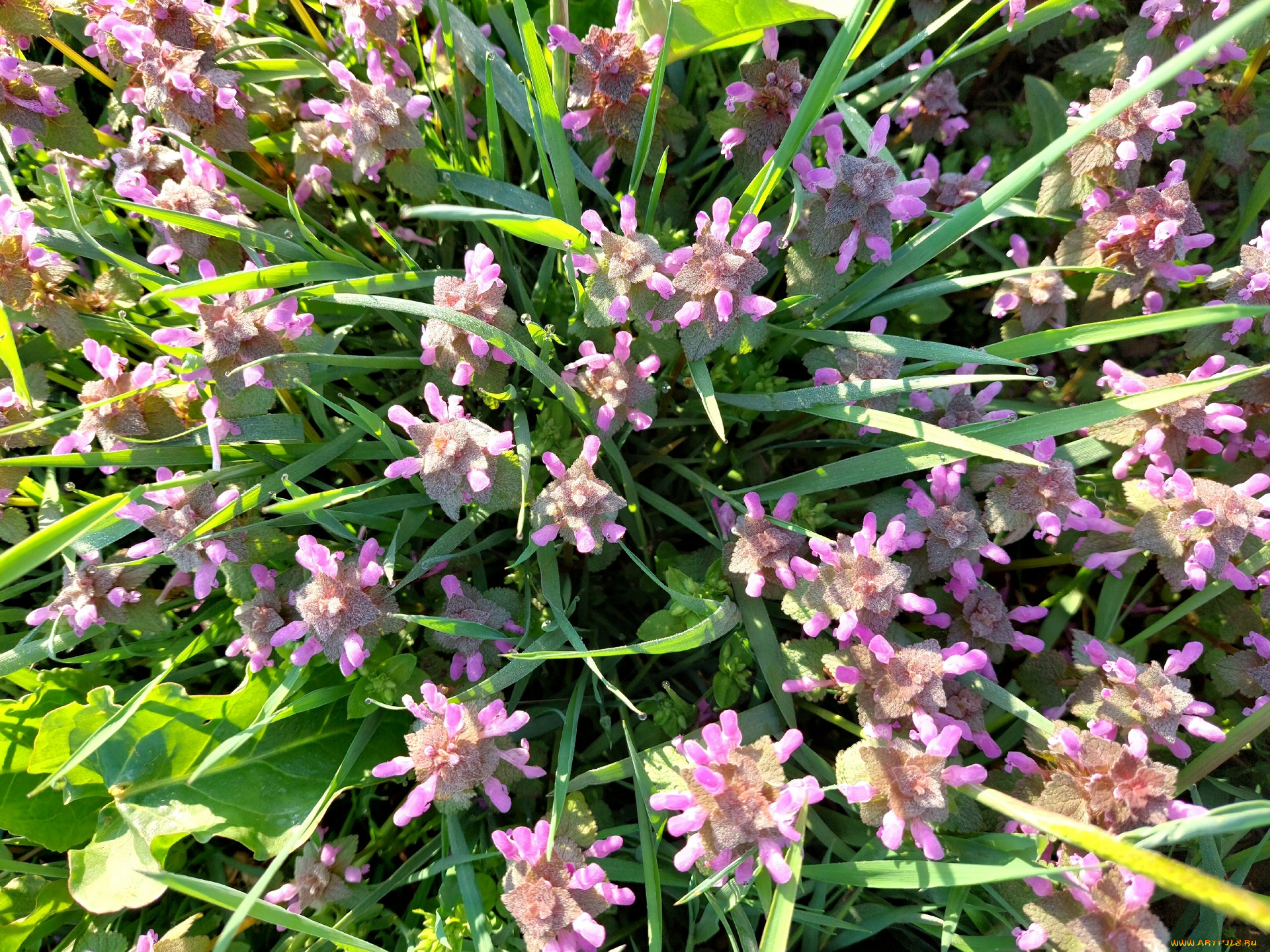 11, 04, 2022, цветы, луговые, , полевые, , цветы, весна