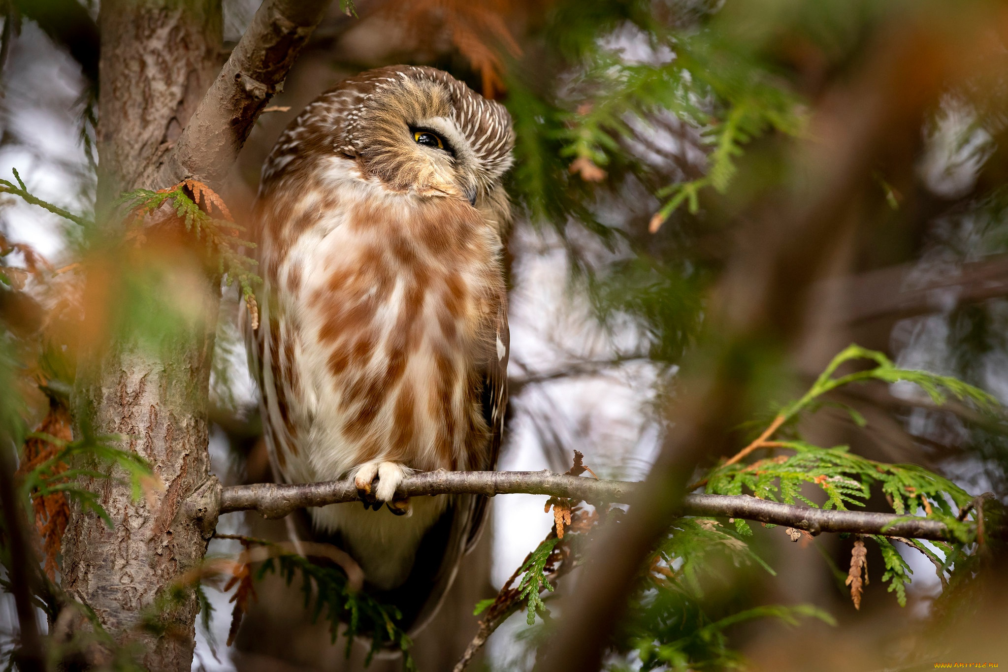 животные, совы, свет, ветки, сова, птица, сыч
