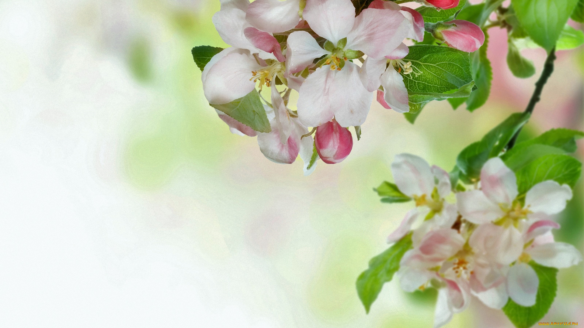 цветы, сакура, , вишня, ветка, весна, цветение