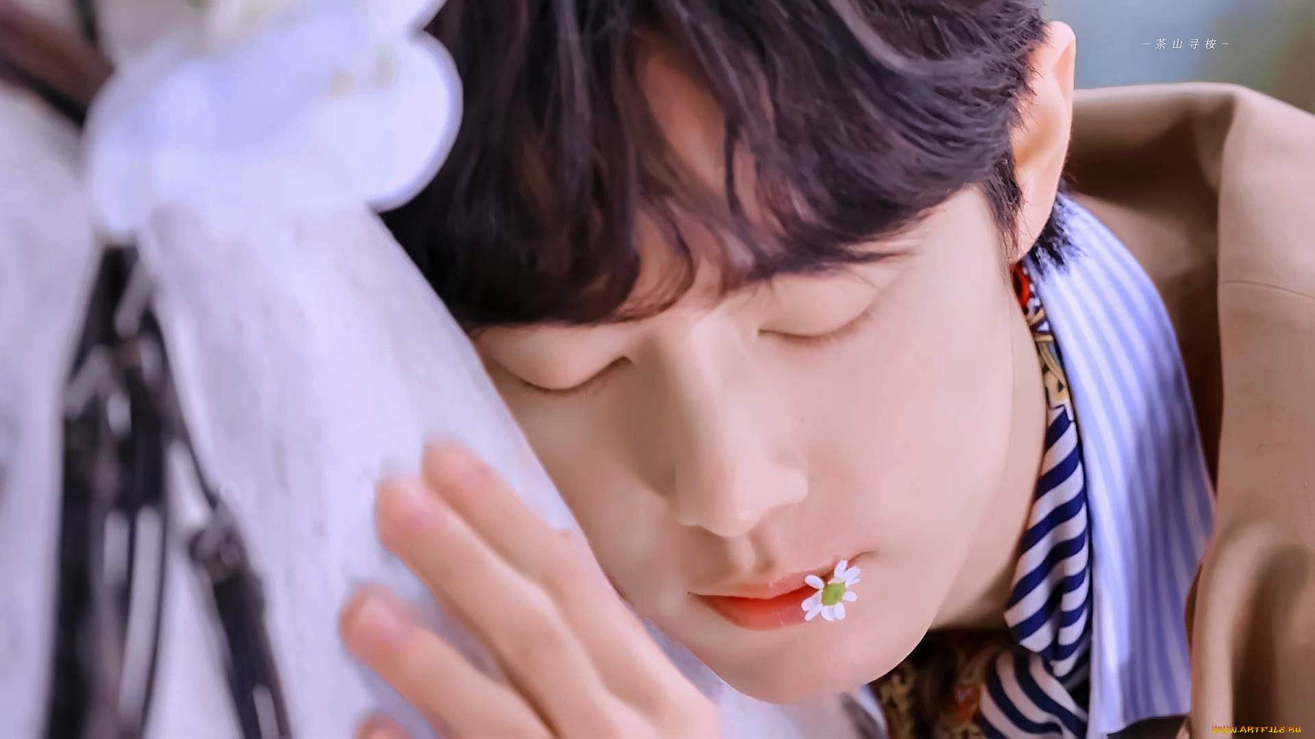 мужчины, xiao, zhan, актер, цветок, лошадь