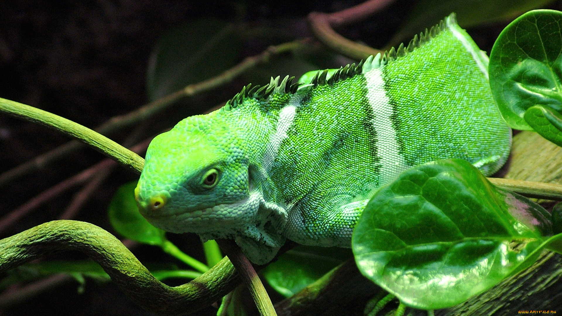 животные, хамелеоны, хамелеон, зеленый, ветки