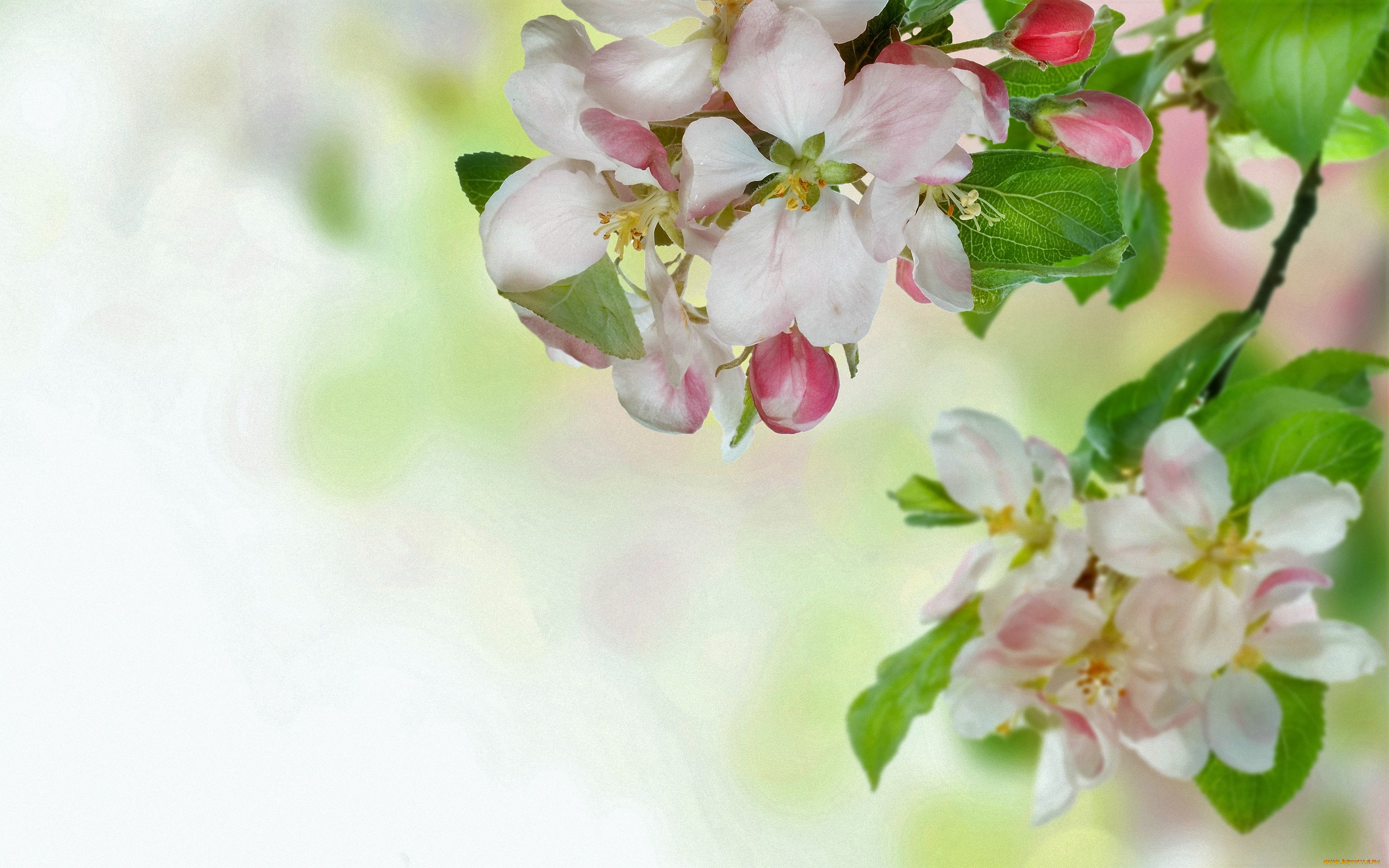 цветы, сакура, , вишня, ветка, весна, цветение