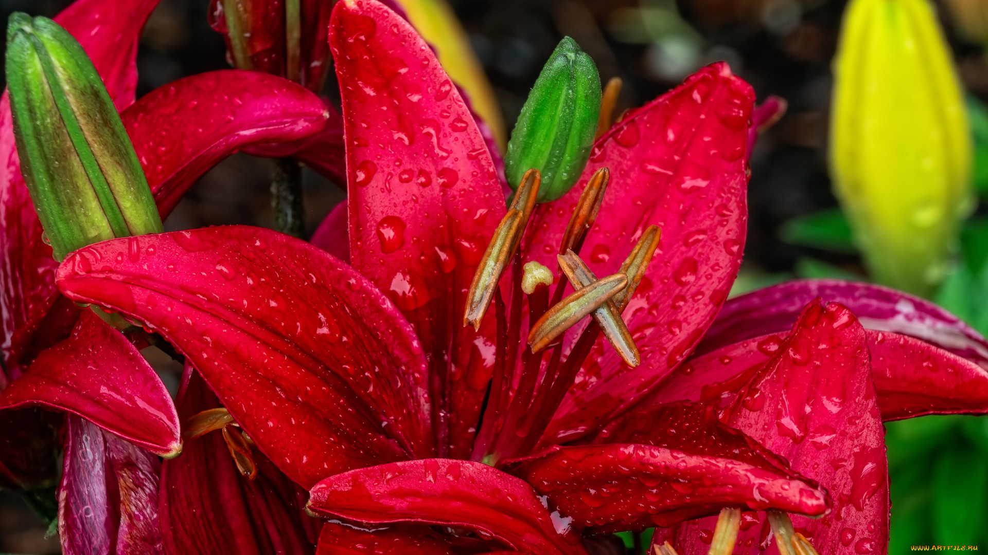 цветы, лилии, , лилейники, красные