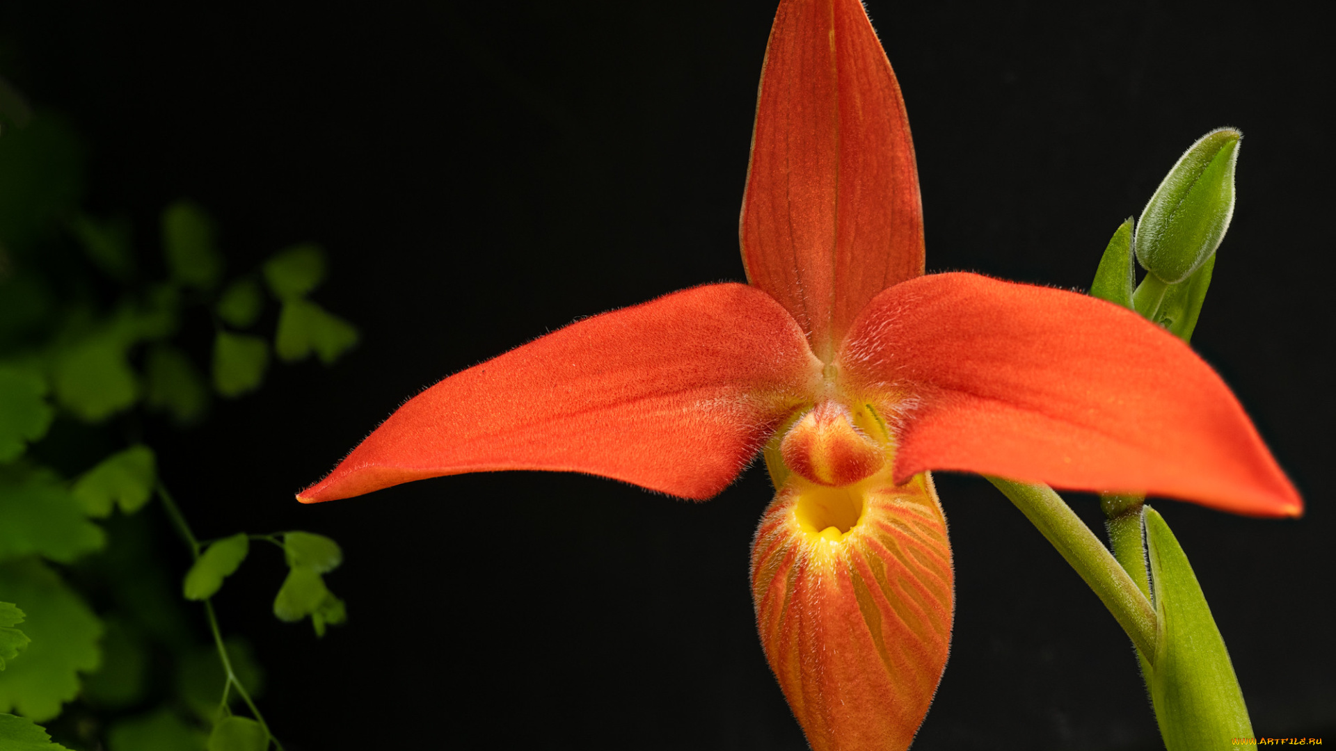 цветы, орхидеи, орхидея