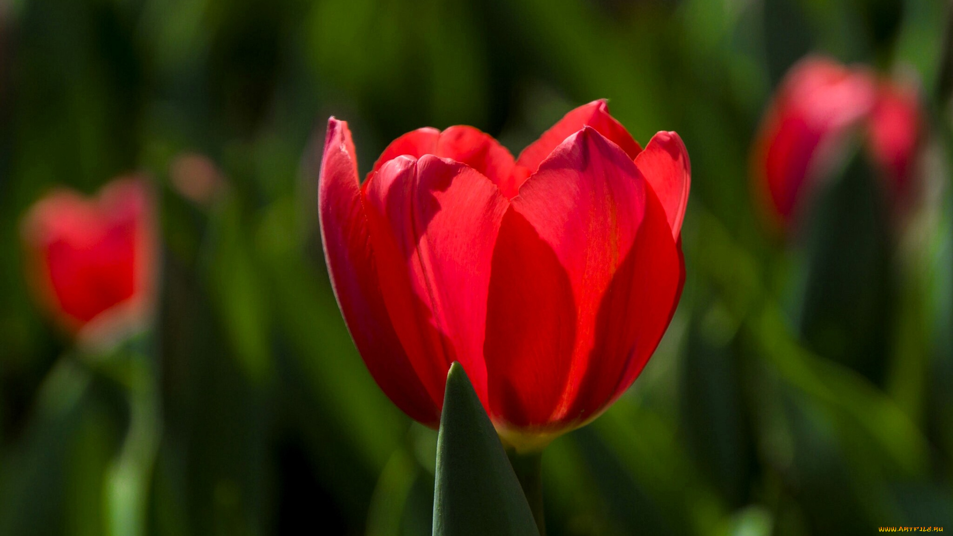 цветы, тюльпаны, тюльпан, красный, поле