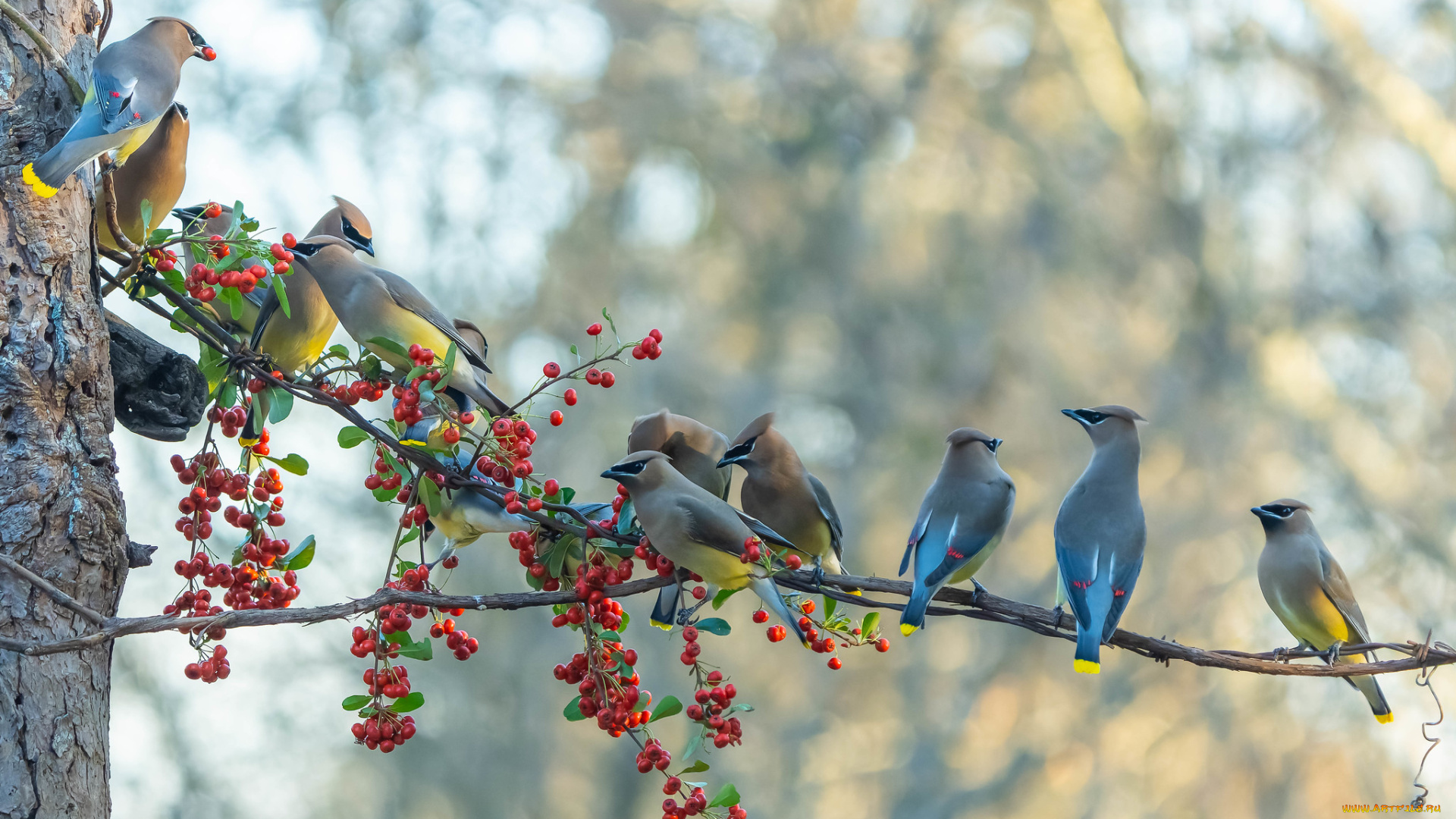 животные, птицы